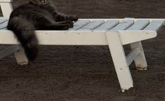 Drew H.'s photo of camping with pets at Flamingo Lake RV Resort near Jacksonville, FL