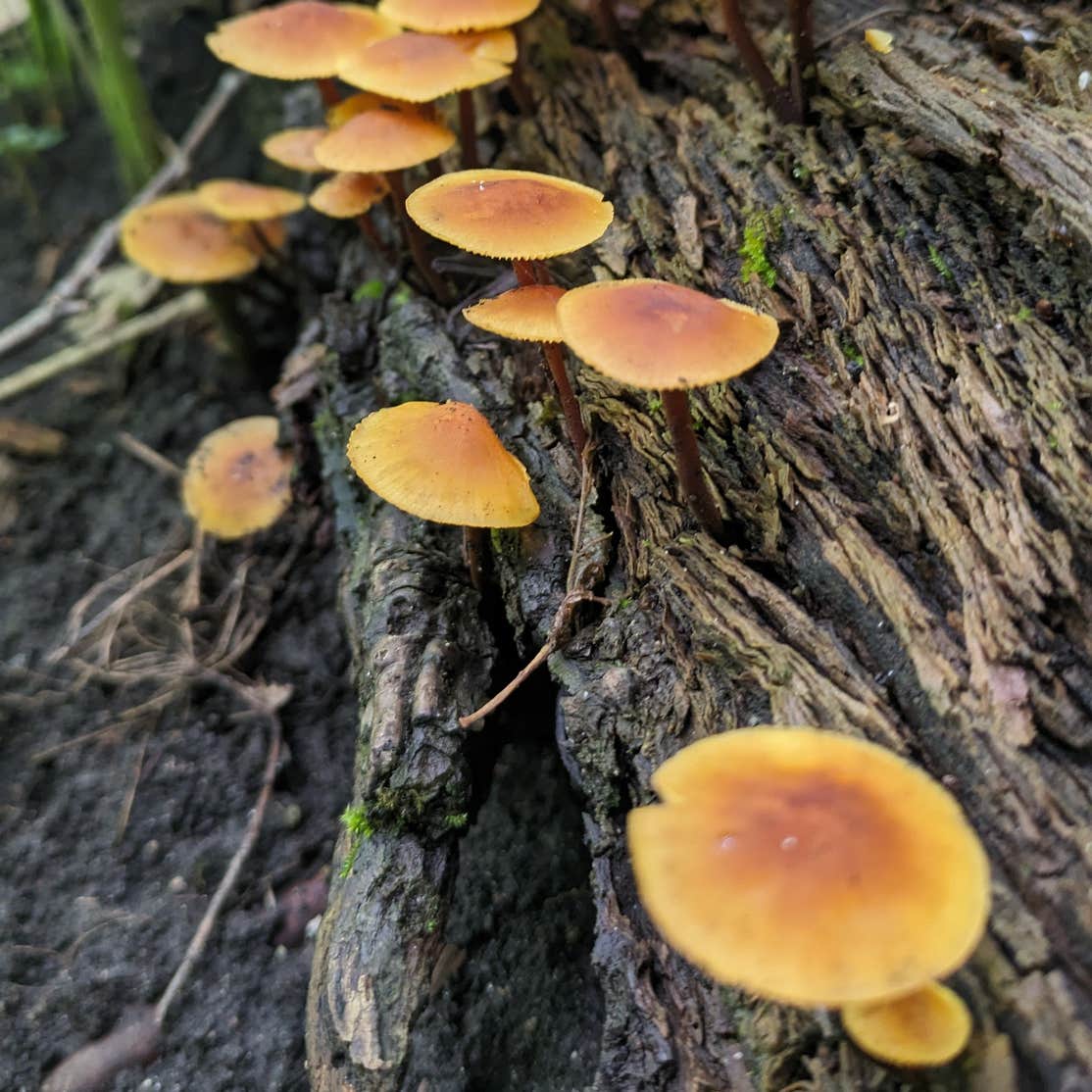 Flandrau State Park Camping New Ulm, MN