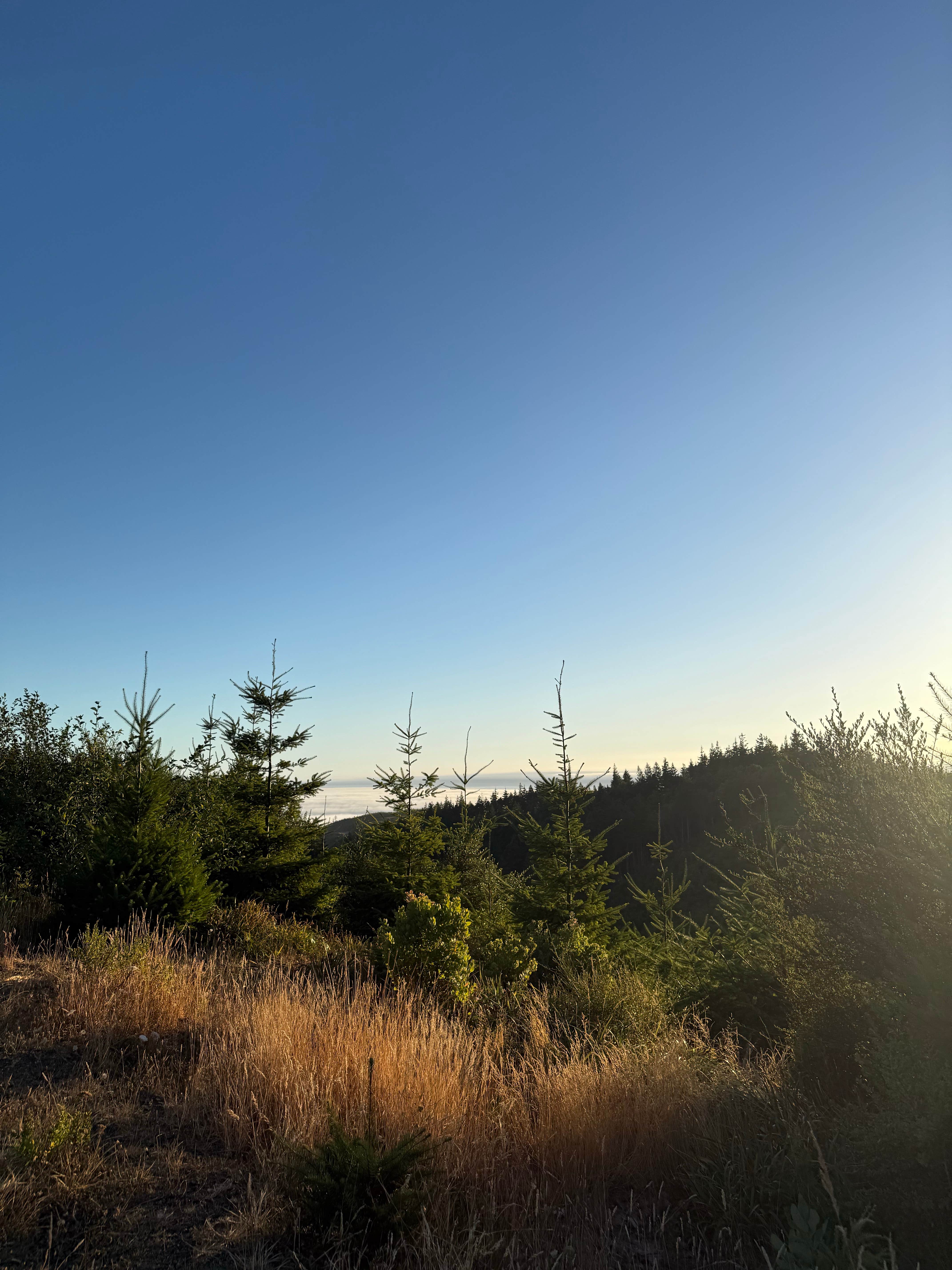 Camper-submitted photo at Flat Hilltop Dispersed Site on China Mountain Road near Gold Beach, OR