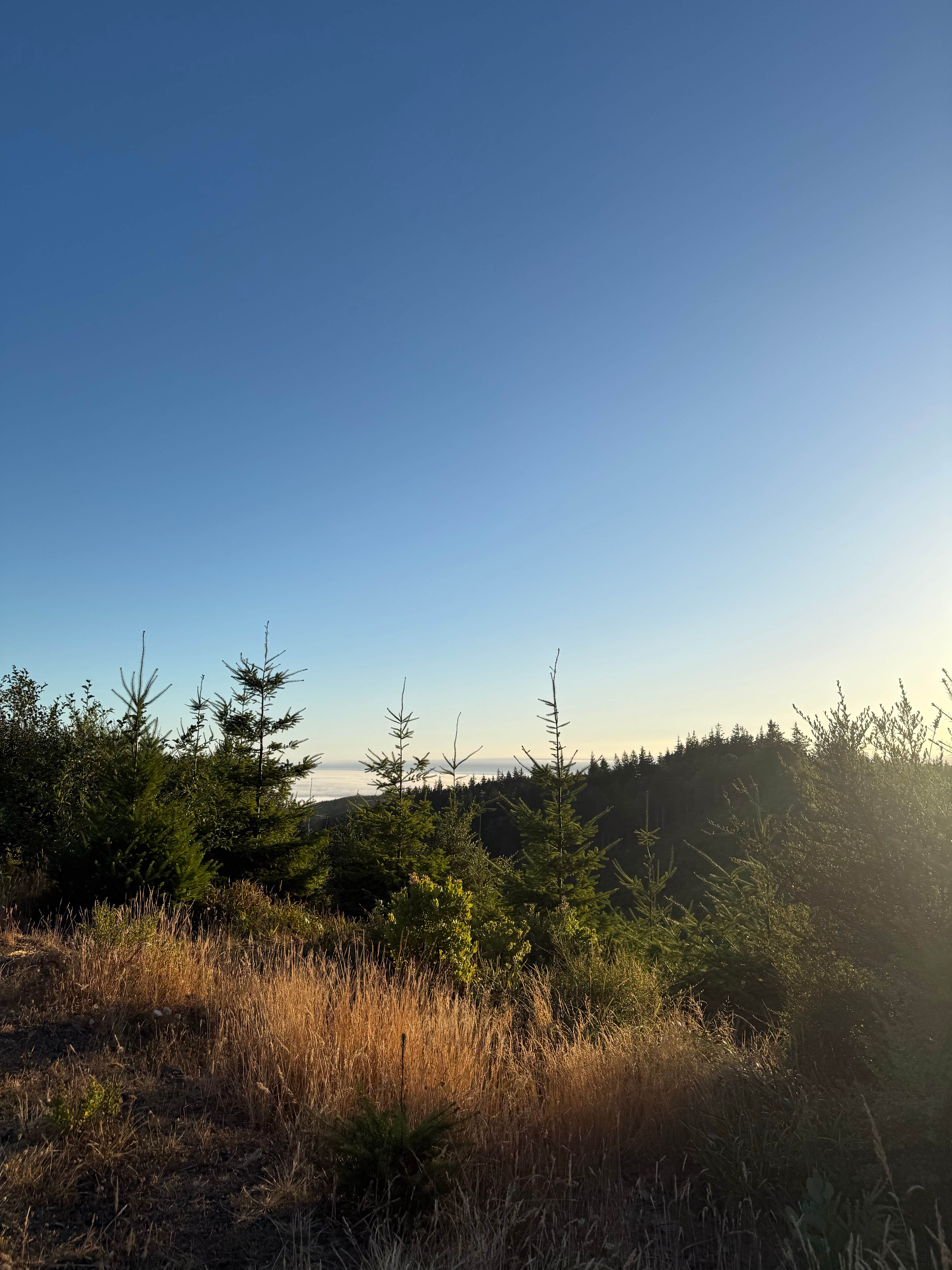 Camper-submitted photo at Flat Hilltop Dispersed Site on China Mountain Road near Gold Beach, OR