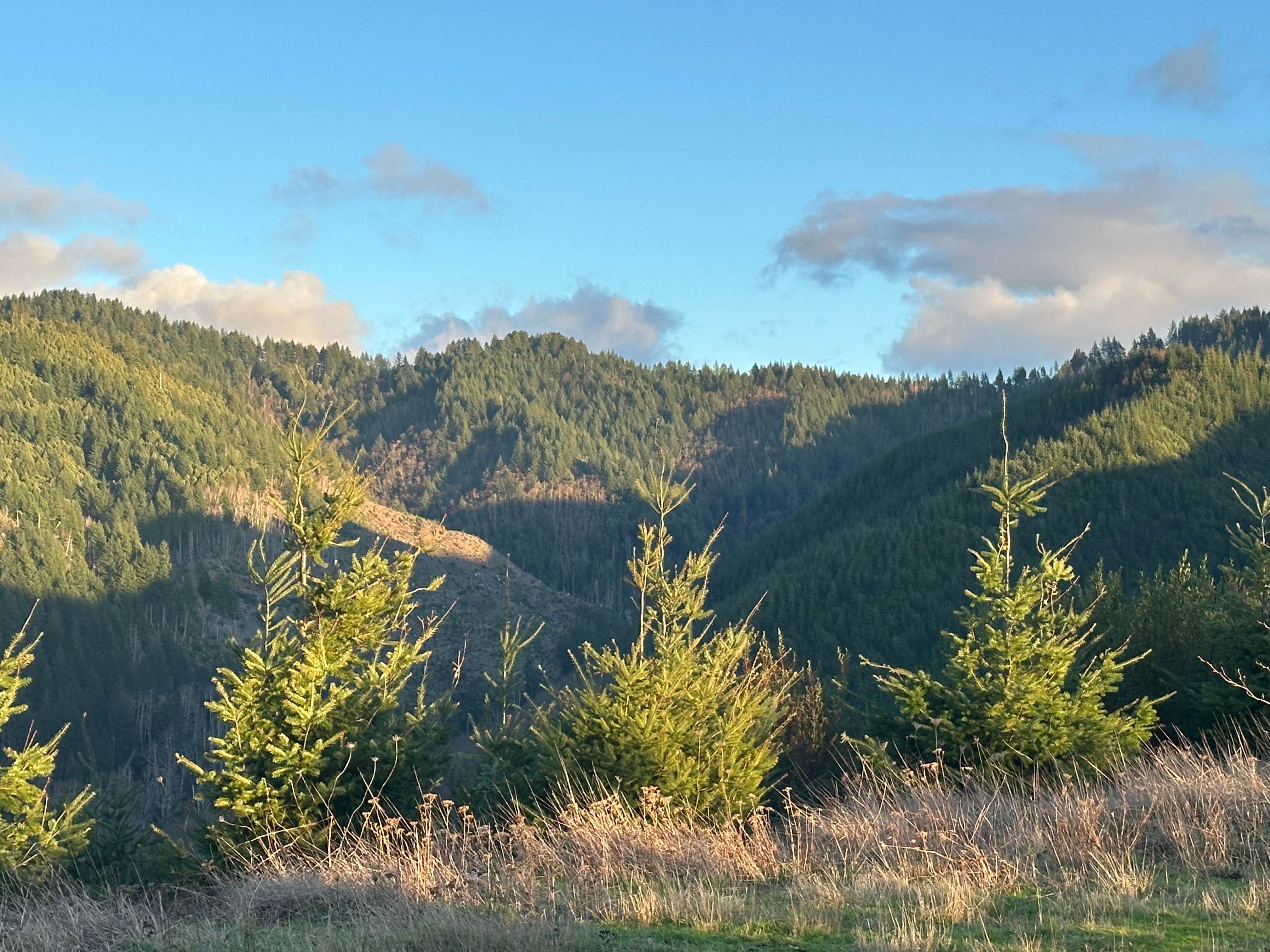 Camper-submitted photo at Flat Hilltop Dispersed Site on China Mountain Road near Port Orford, OR