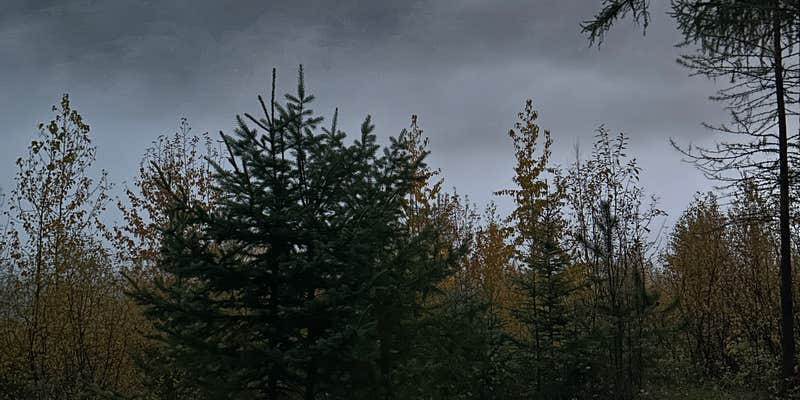Camper submitted image from Flathead River Camp