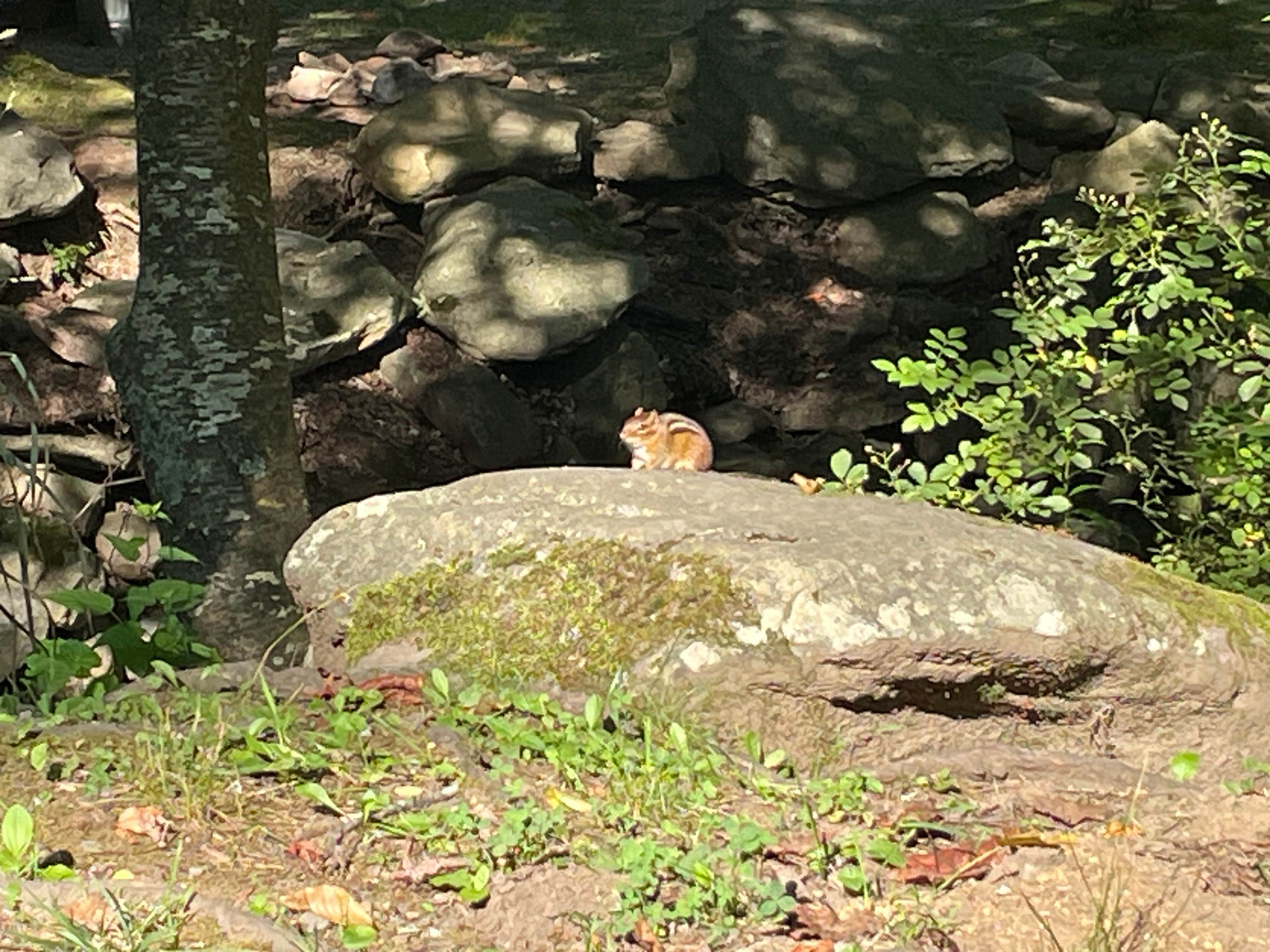 Camper-submitted photo at Flintlock Campground near Vilas, NC