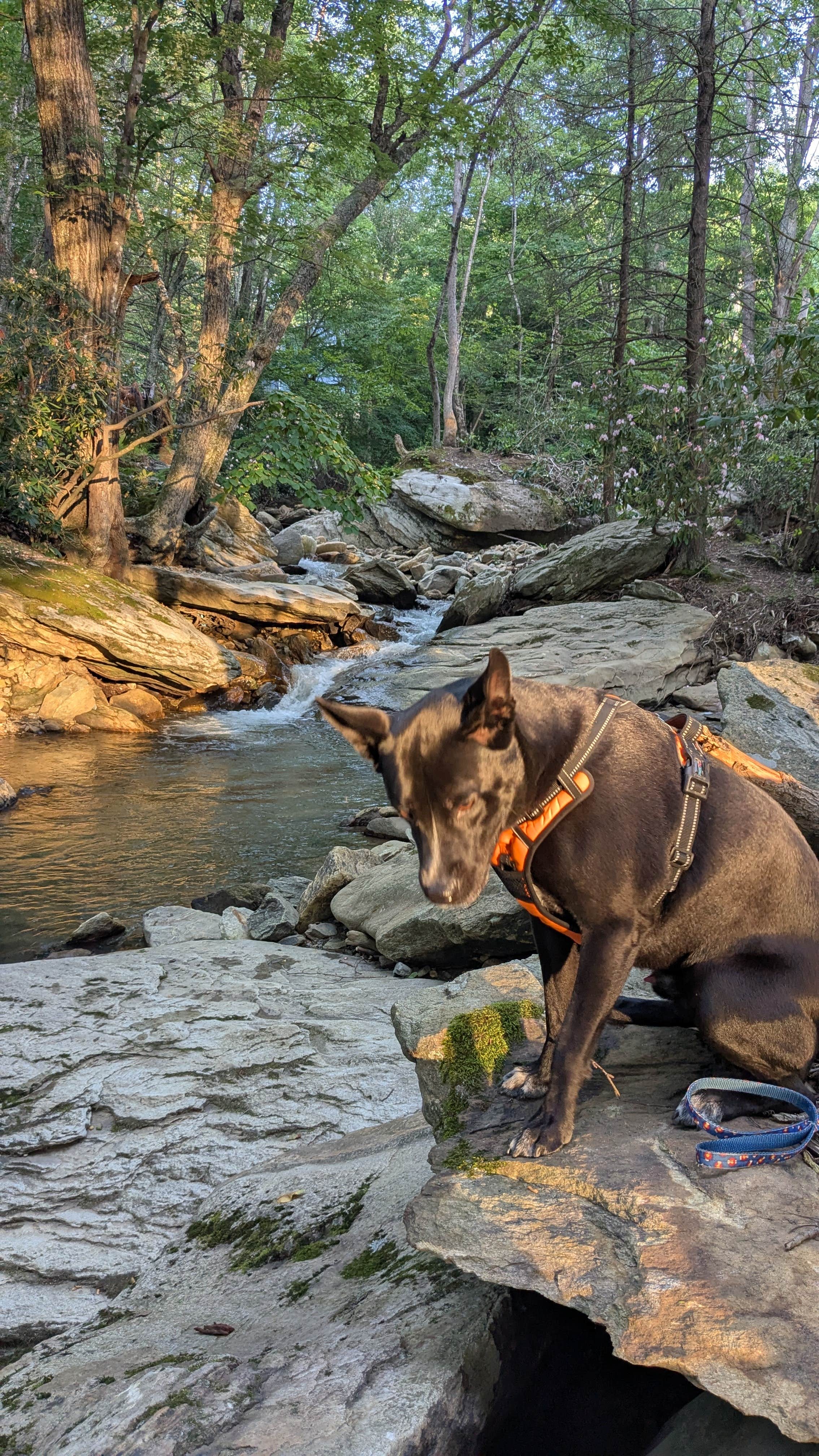 Leo S.'s photo of camping with pets at Flintlock Campground near Beech Mountain, NC