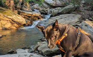 Leo S.'s photo of camping with pets at Flintlock Campground near Deep Gap, NC