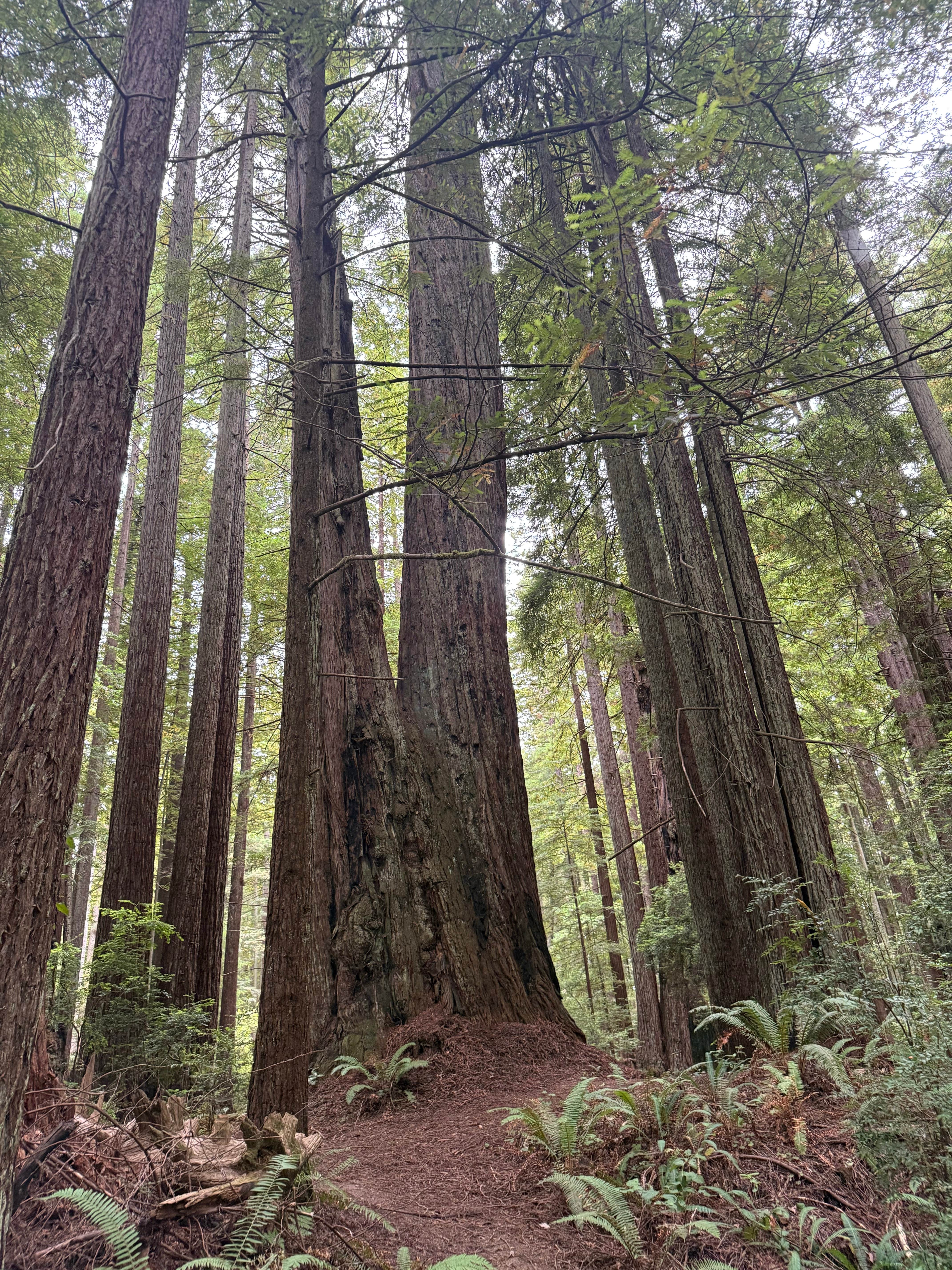 Camper-submitted photo at Florence Keller Campground near Gasquet, CA