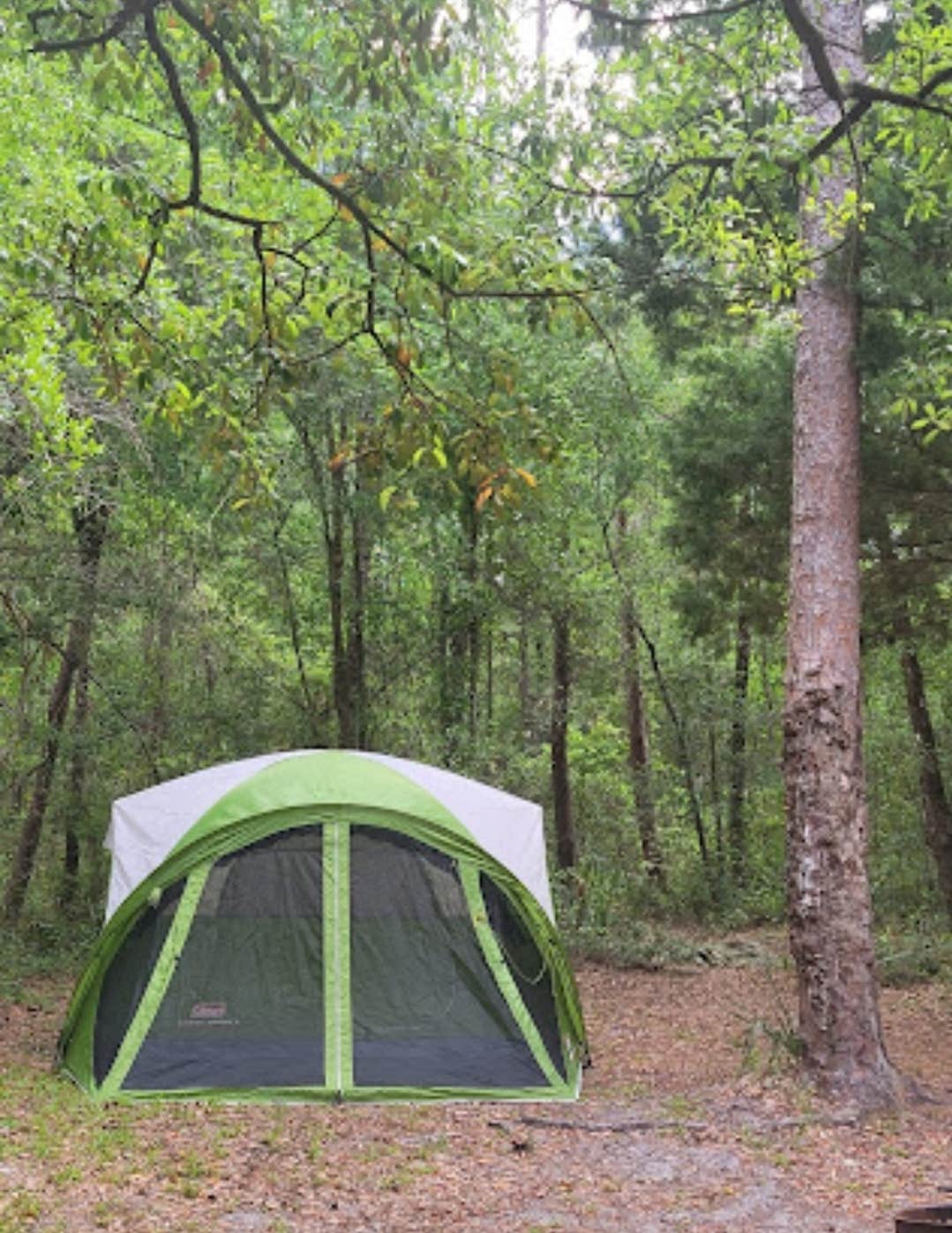 Alexandra E.'s photo at Alexander Springs Recreation Area near Umatilla, FL