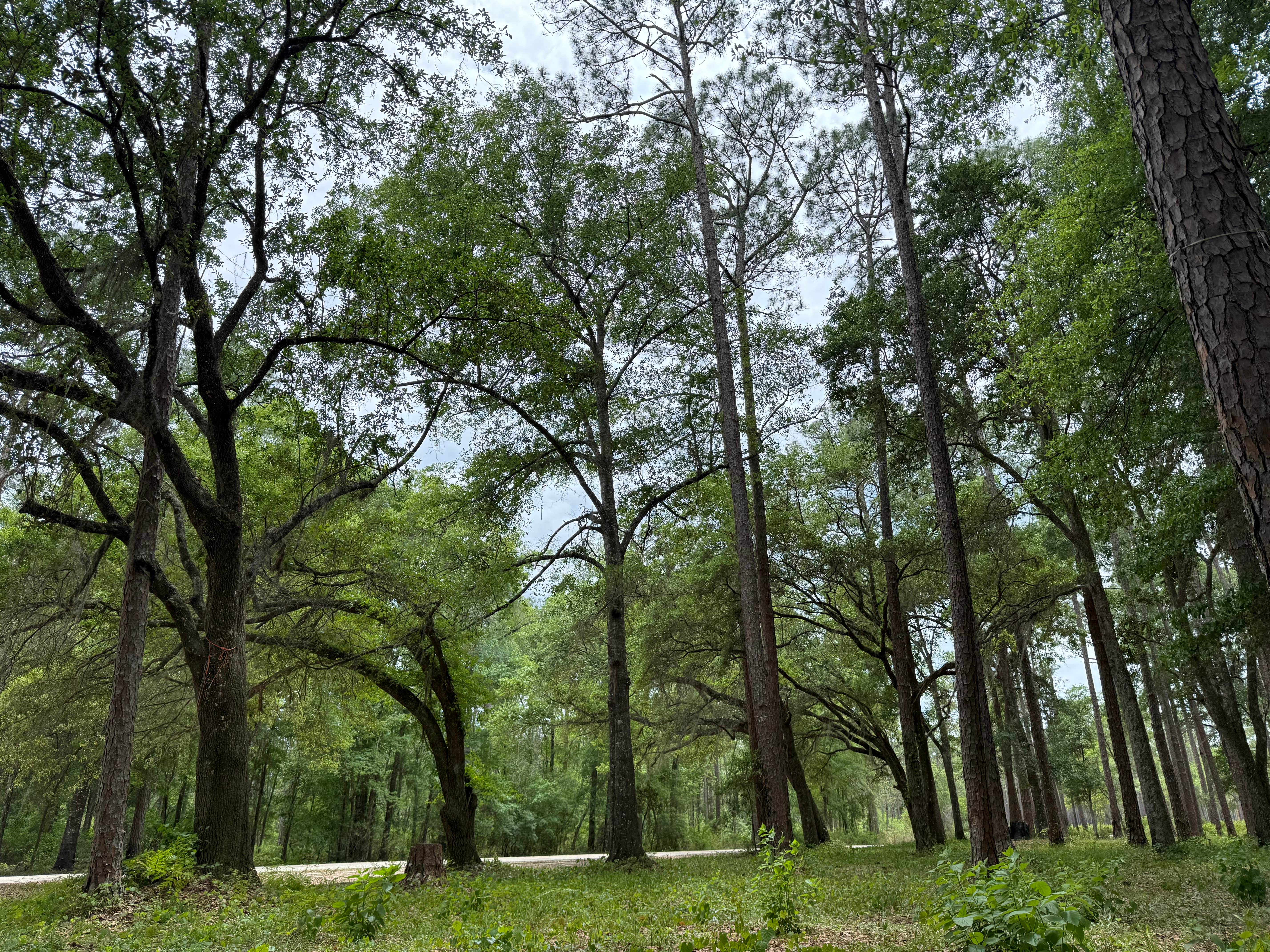 Camper-submitted photo at Brown House Hunt Camp near Woodville, FL