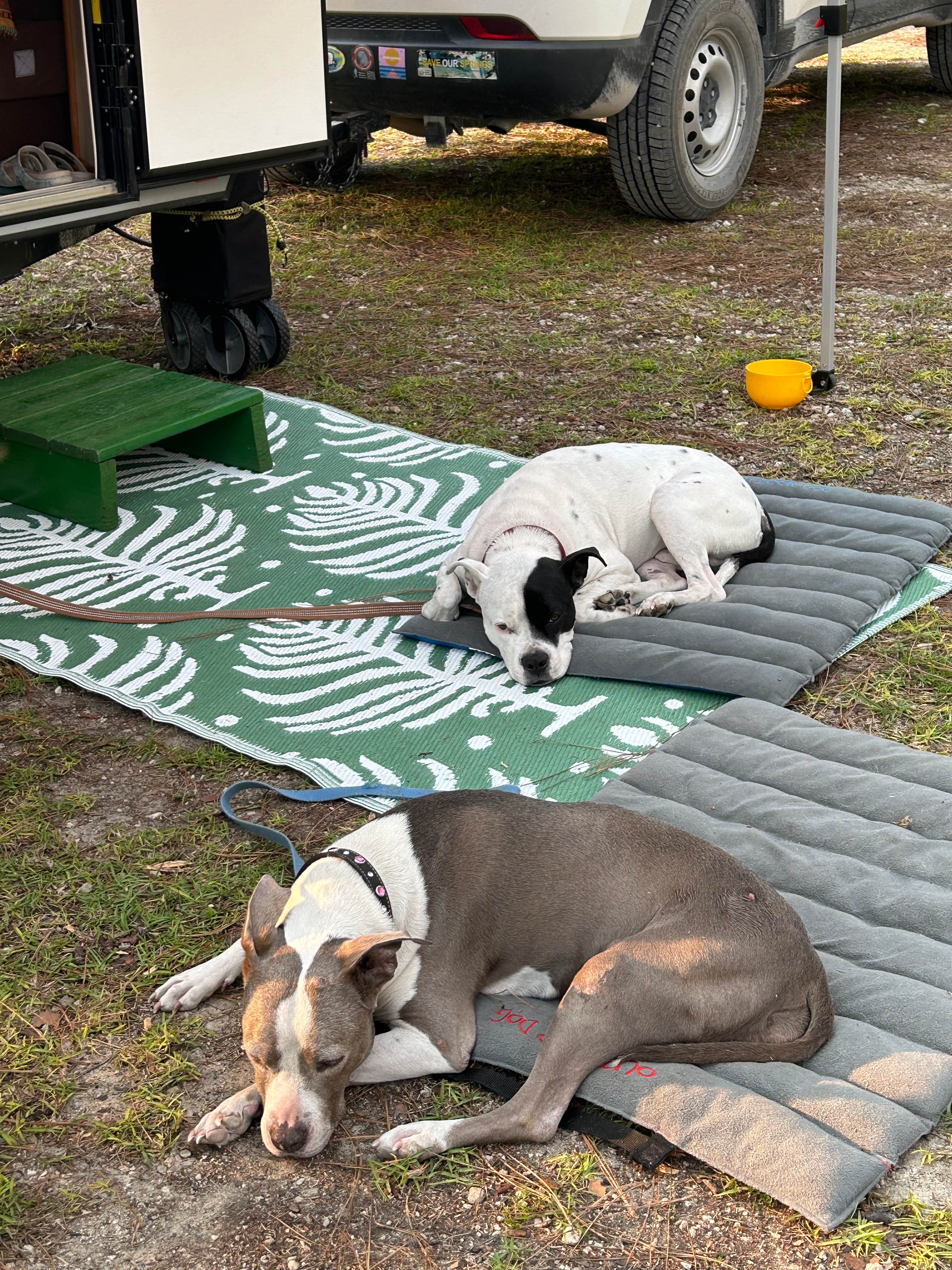 Kathy D.'s photo of camping with pets at Camel Lake Campground near Apalachicola National Forest