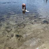 Review photo of Camel Lake Campground by Tim H., July 16, 2026
