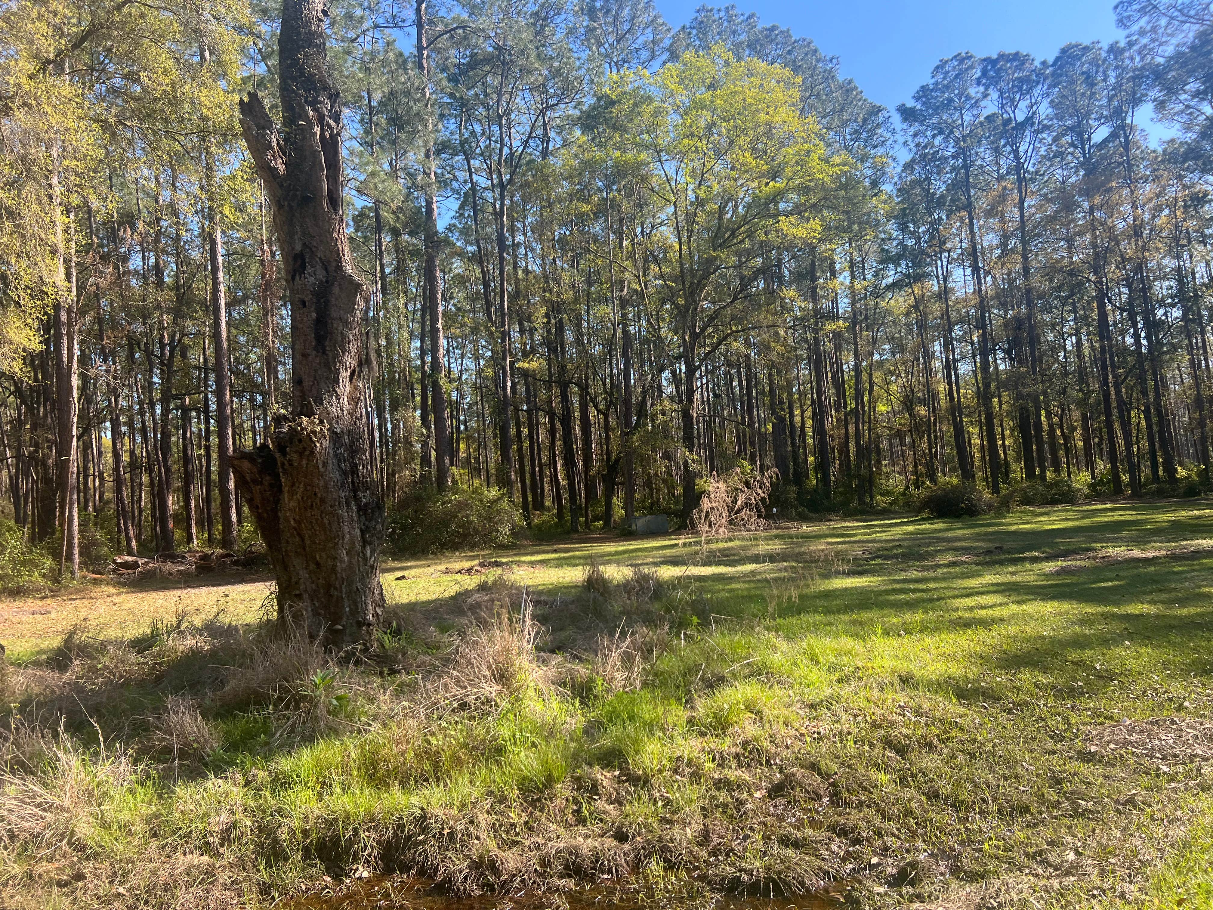 Camper-submitted photo at Cobb Hunt Camp near Olustee, FL
