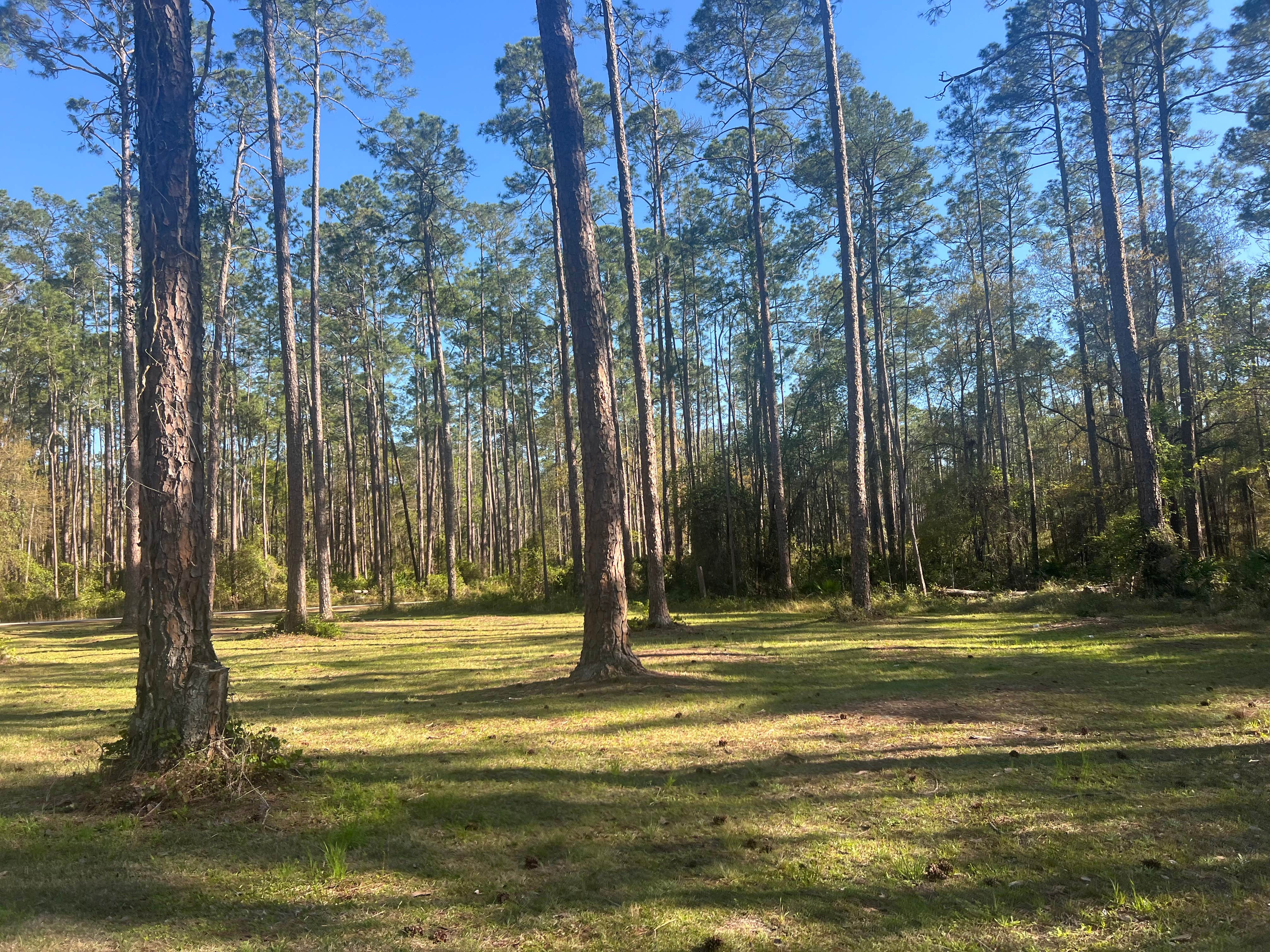 Camper-submitted photo at Cobb Hunt Camp near Olustee, FL