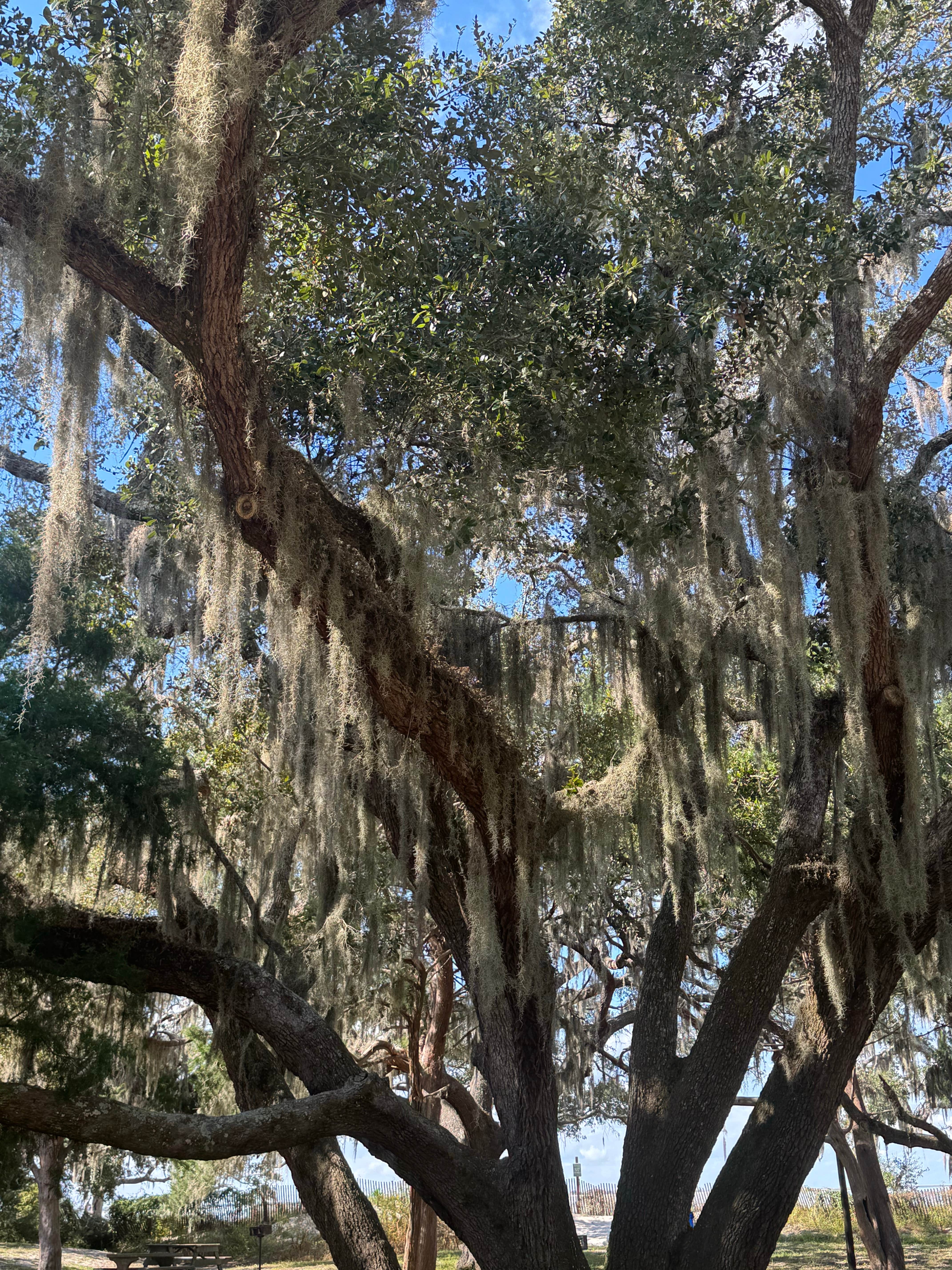 Camper-submitted photo at Davenport Landing near Georgetown, FL