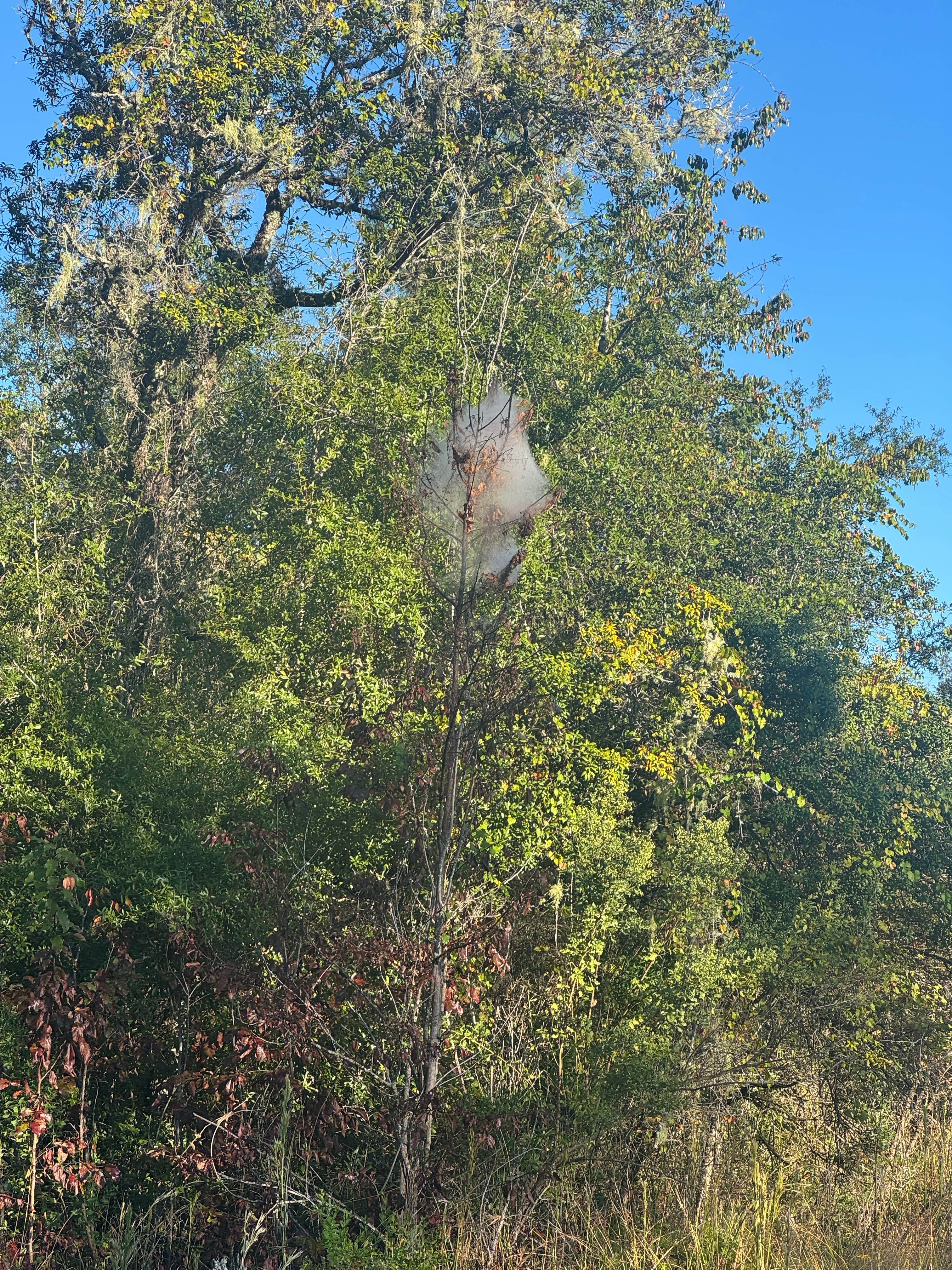 Camper-submitted photo at Davenport Landing near Georgetown, FL