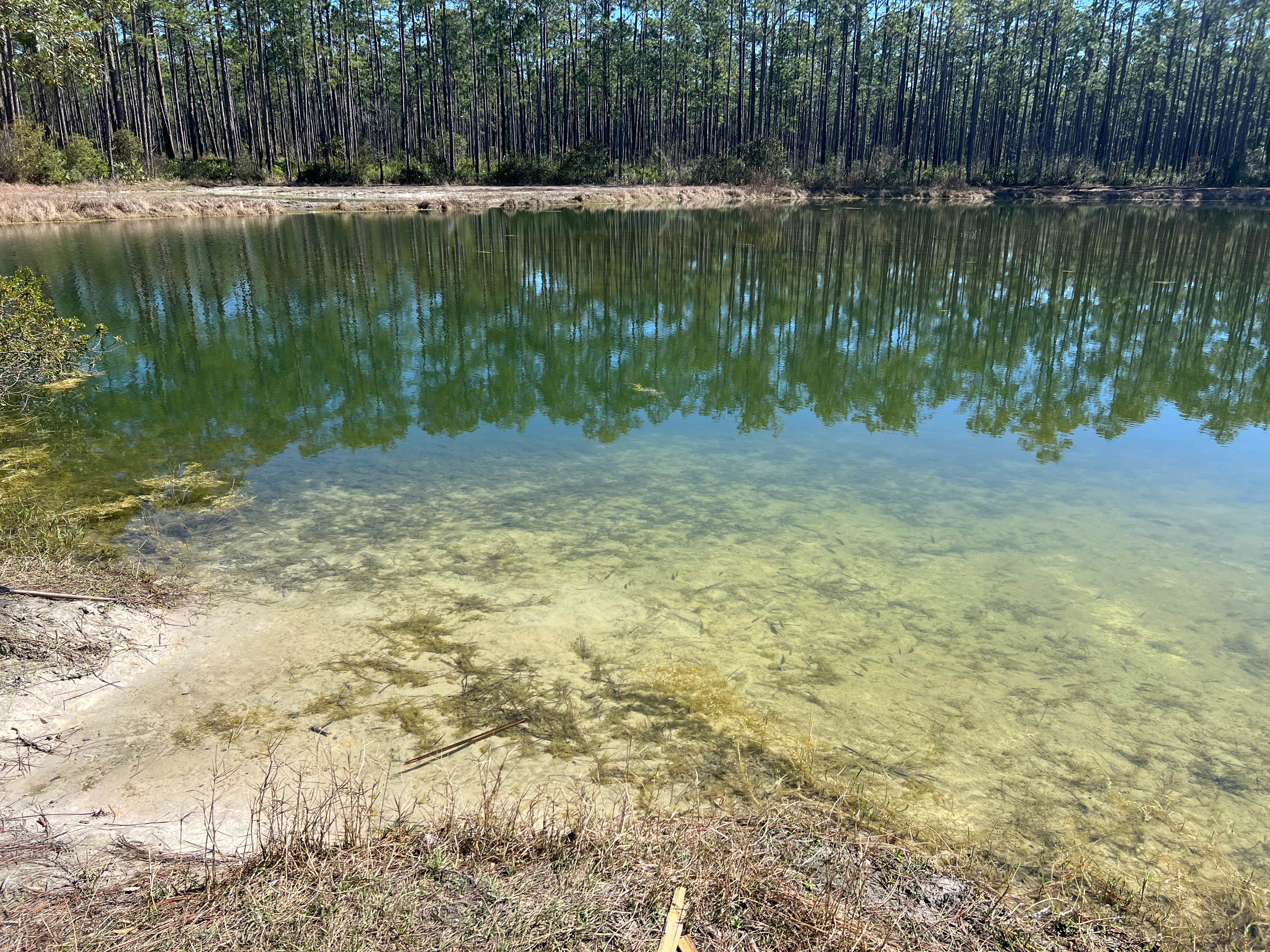 Camper-submitted photo at East Tower Hunt Camp near Starke, FL