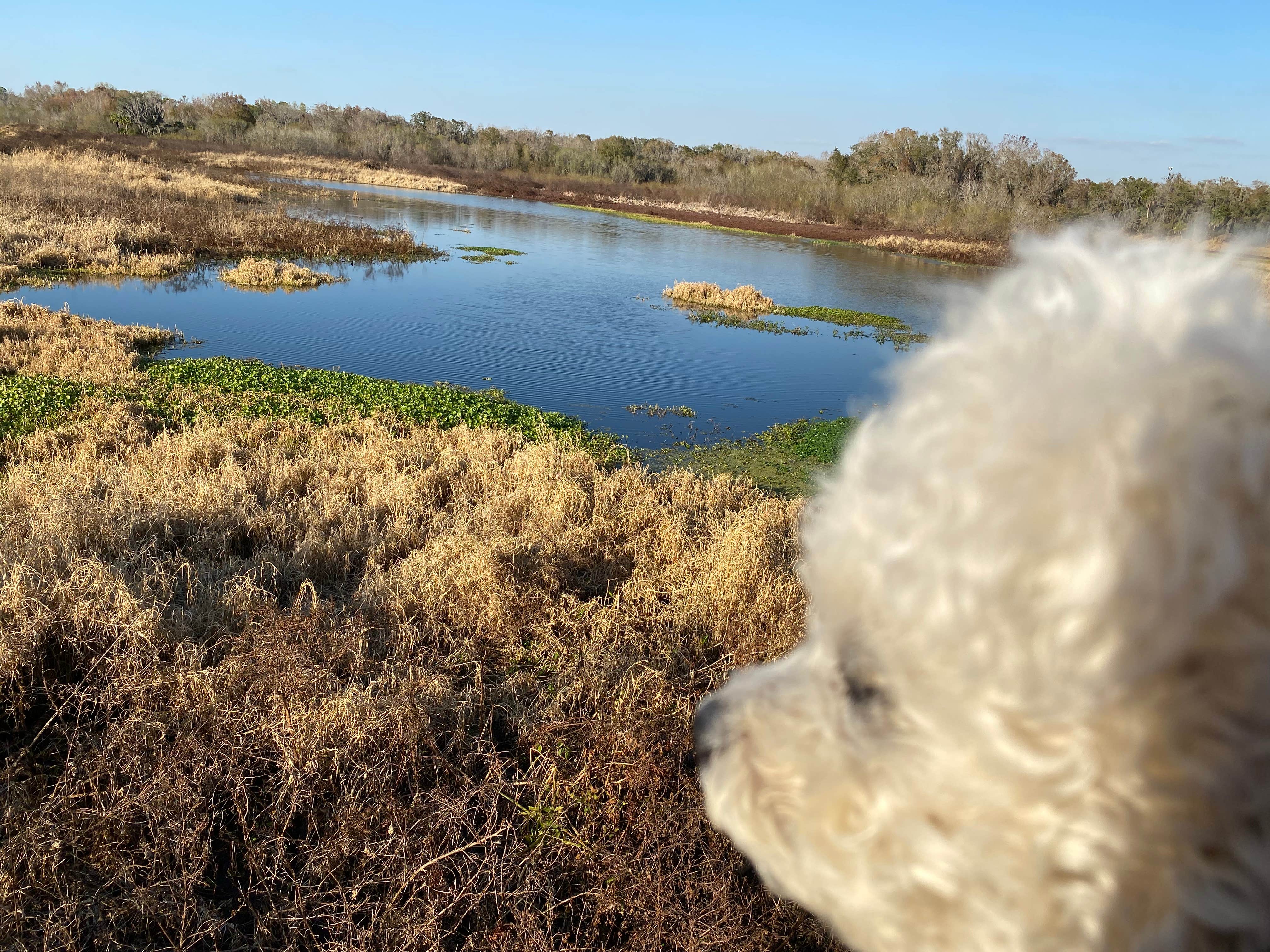 sheila D.'s photo of camping with pets at Edward Medard Park near Apollo Beach, FL