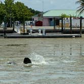 Review photo of Flamingo Campground — Everglades National Park by Laura H., June 21, 2026