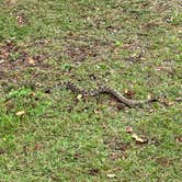 Review photo of Long Pine Key Campground — Everglades National Park by Roger W., January 20, 2024