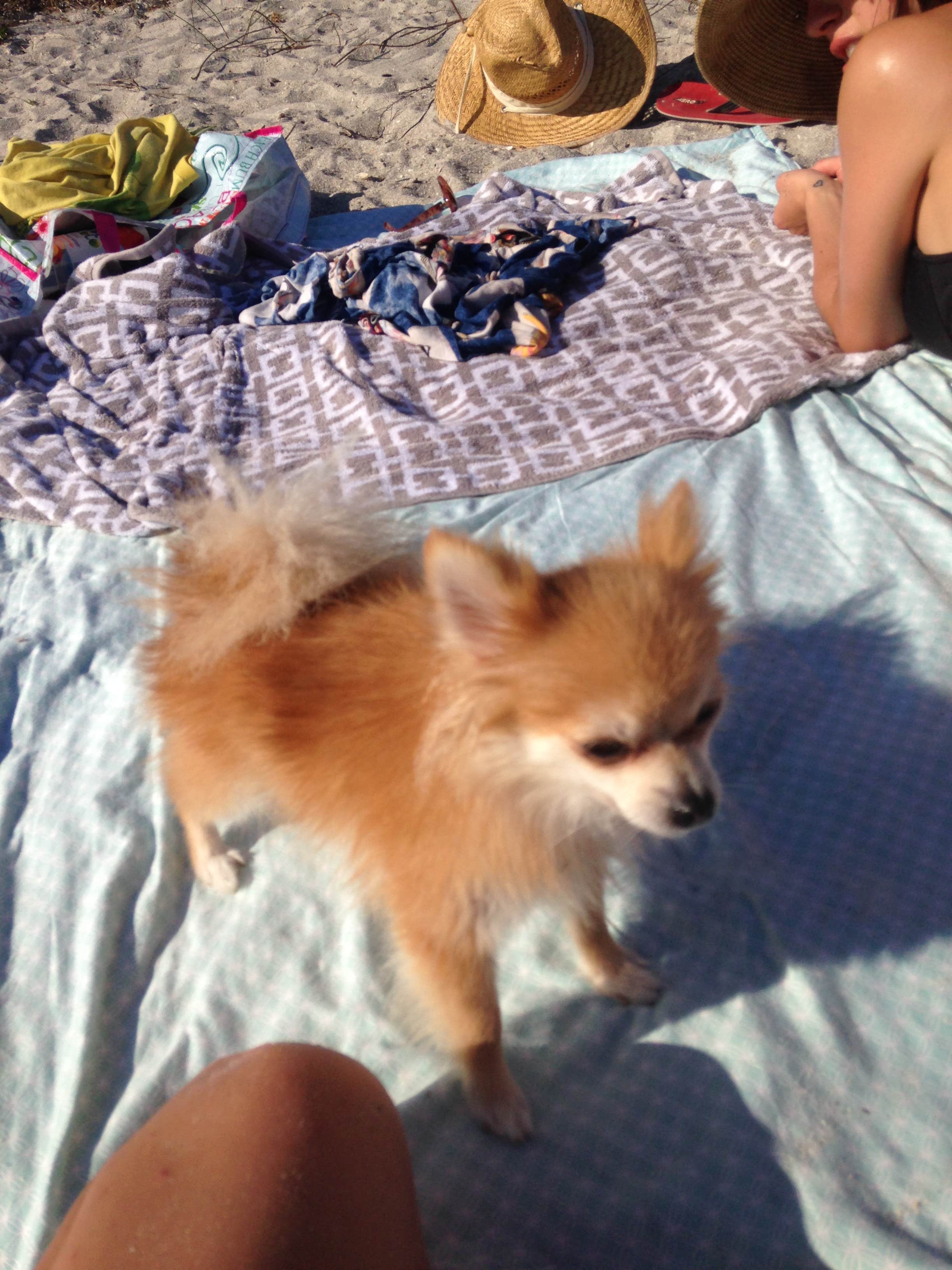 Lexi W.'s photo of camping with pets at Fort De Soto Campground near Gibsonton, FL