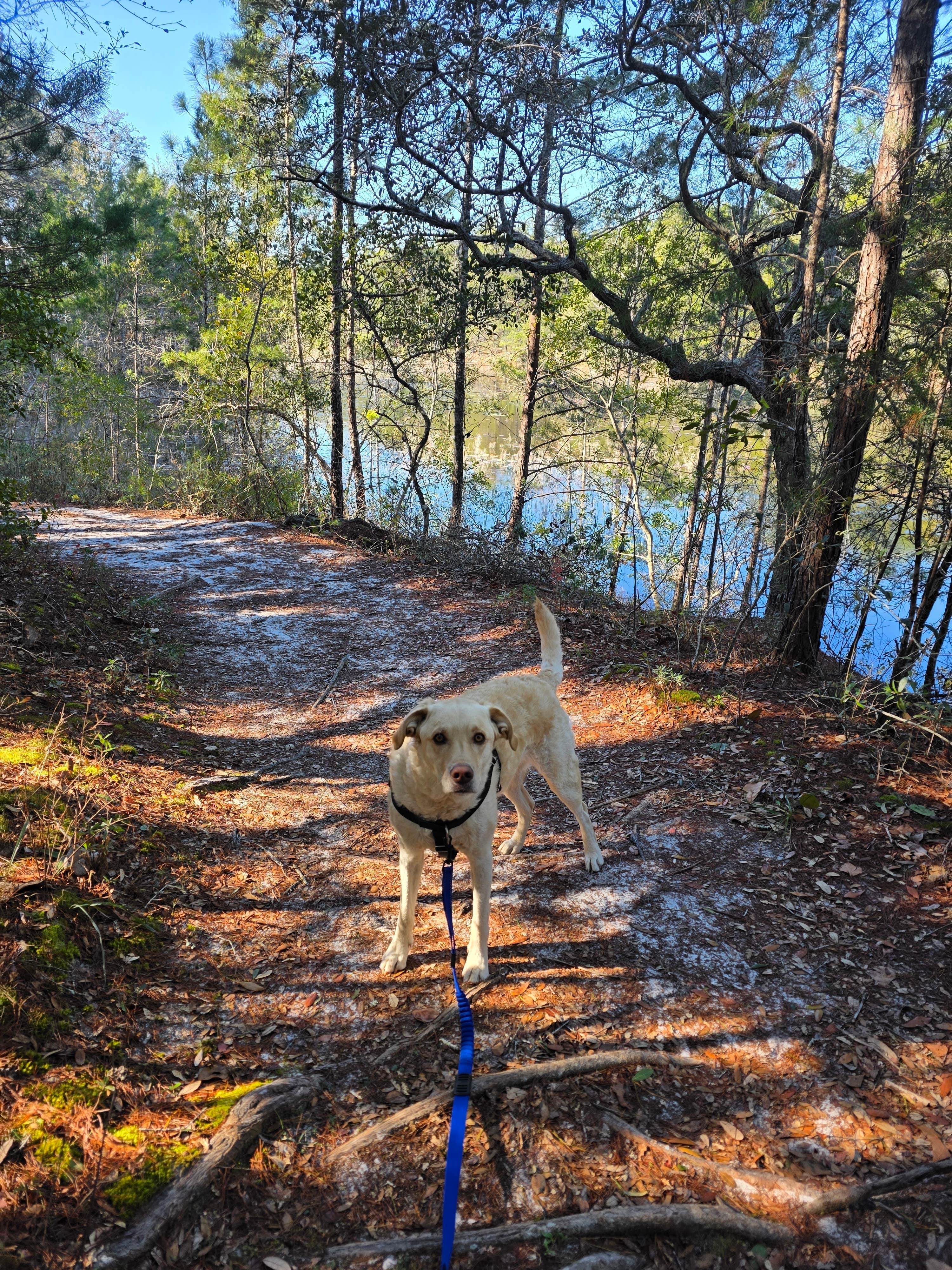 Trish T.'s photo of camping with pets at Fred Gannon Rocky Bayou State Park Campground near Ponce de Leon, FL
