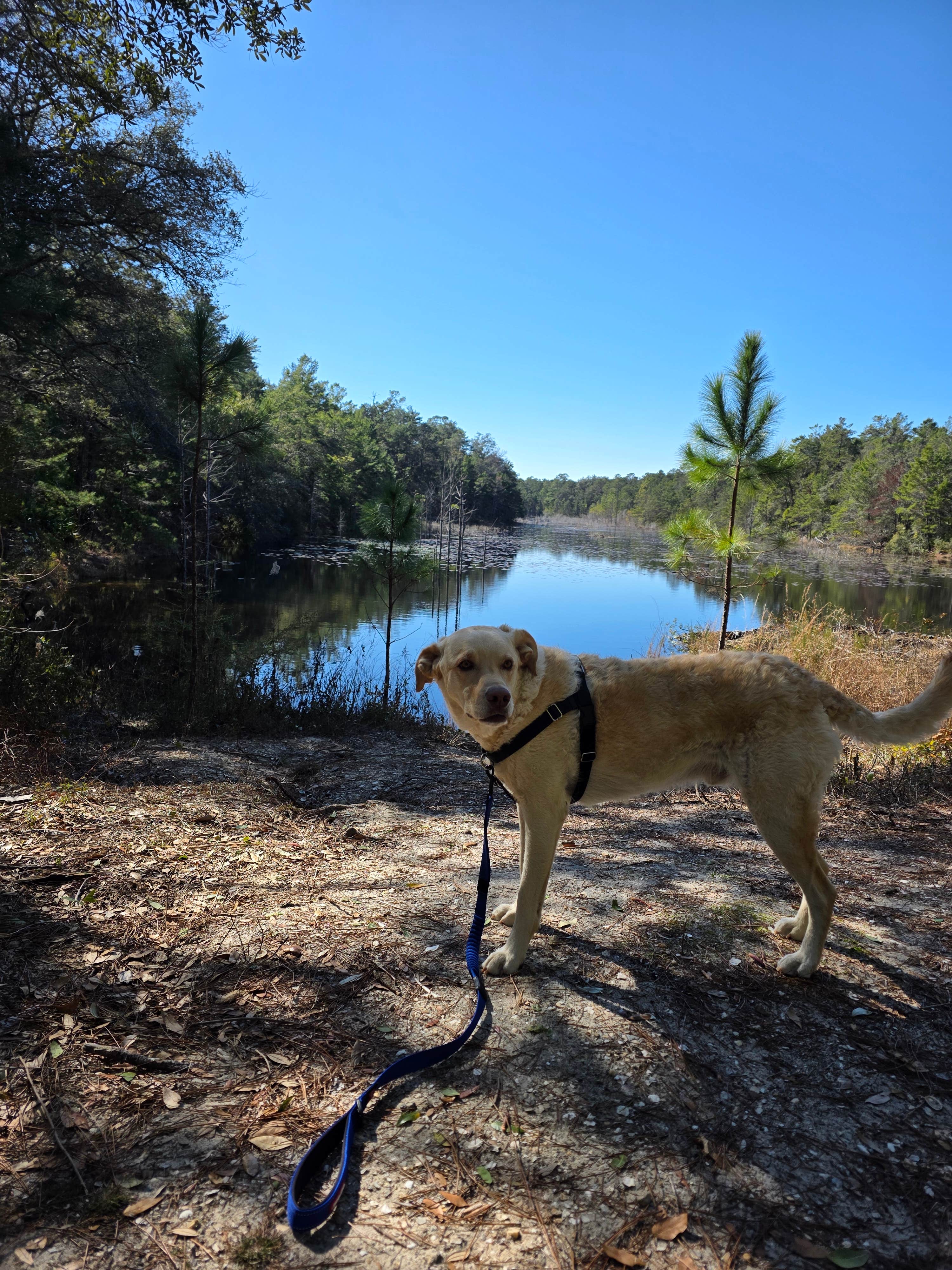 Trish T.'s photo of camping with pets at Fred Gannon Rocky Bayou State Park Campground near Santa Rosa Beach, FL