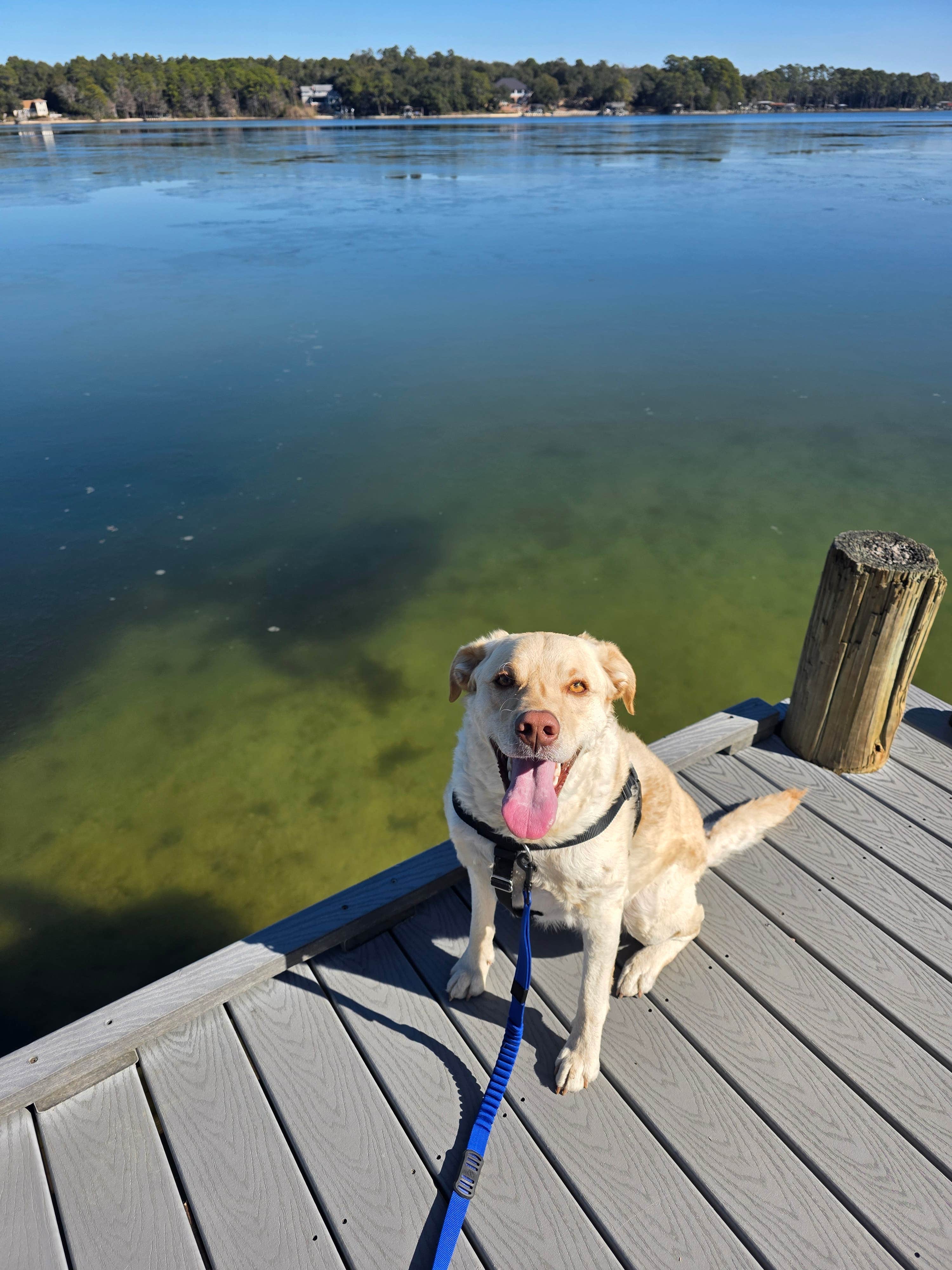 Trish T.'s photo of camping with pets at Fred Gannon Rocky Bayou State Park Campground near Silver Springs, FL