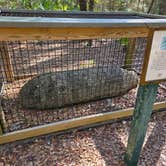 Review photo of Fred Gannon Rocky Bayou State Park Campground by Trish T., February 8, 2026