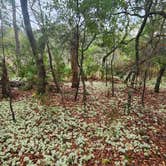 Review photo of Fred Gannon Rocky Bayou State Park by Peaches E., January 5, 2024