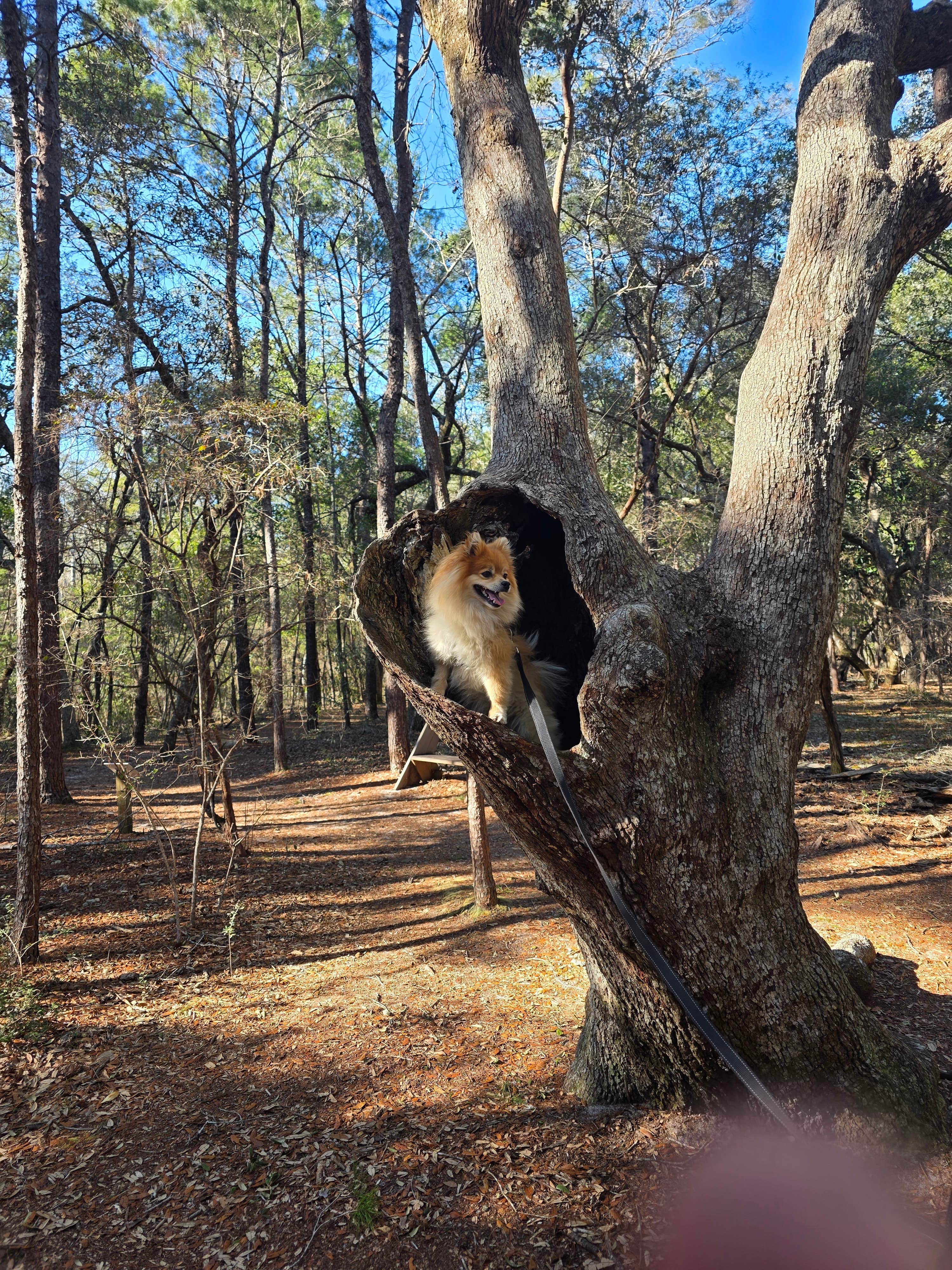 Trish T.'s photo of camping with pets at Fred Gannon Rocky Bayou State Park Campground near Ponce de Leon, FL