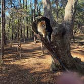 Review photo of Fred Gannon Rocky Bayou State Park Campground by Trish T., February 8, 2026