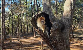 Trish T.'s photo of camping with pets at Fred Gannon Rocky Bayou State Park Campground near Niceville, FL