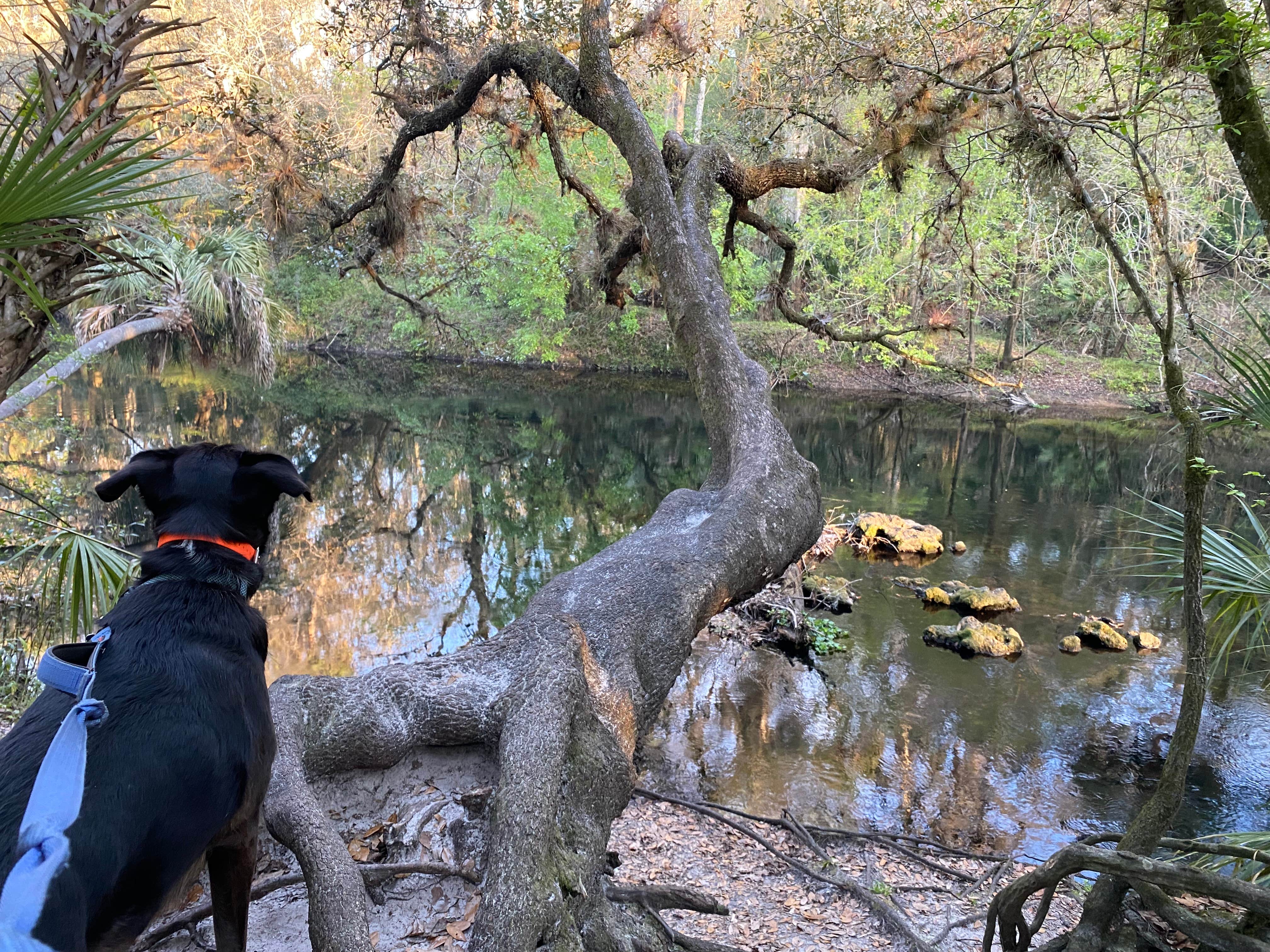Kathy L.'s photo of camping with pets at Hillsborough River State Park Campground near Dade City, FL