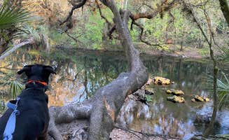 Kathy L.'s photo of camping with pets at Hillsborough River State Park Campground near Lee, FL