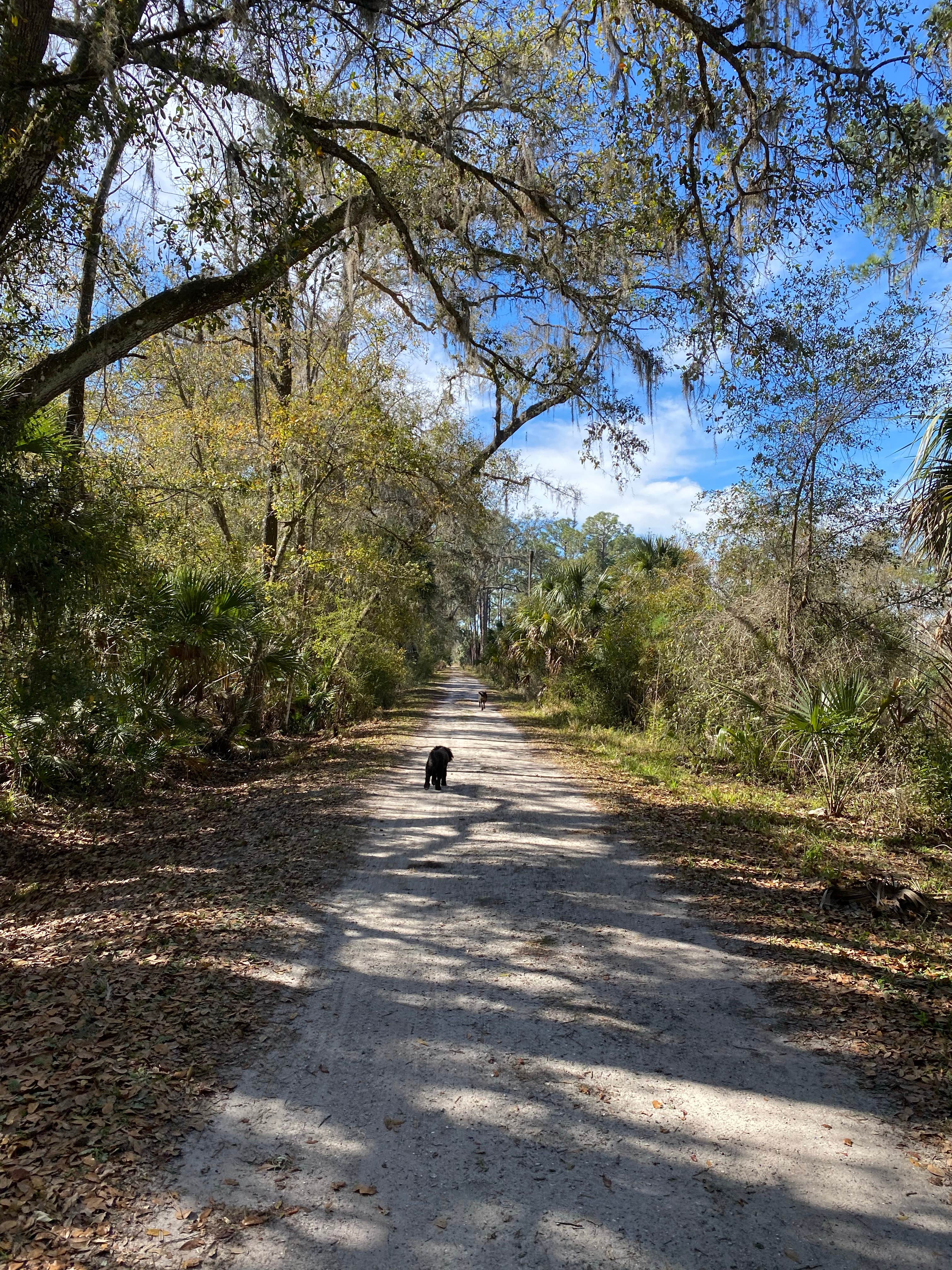 Kathy L.'s photo of camping with pets at Hillsborough River State Park Campground near Elkton, FL