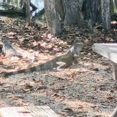 Review photo of John Pennekamp Coral Reef State Park Campground by Kim K., August 21, 2026