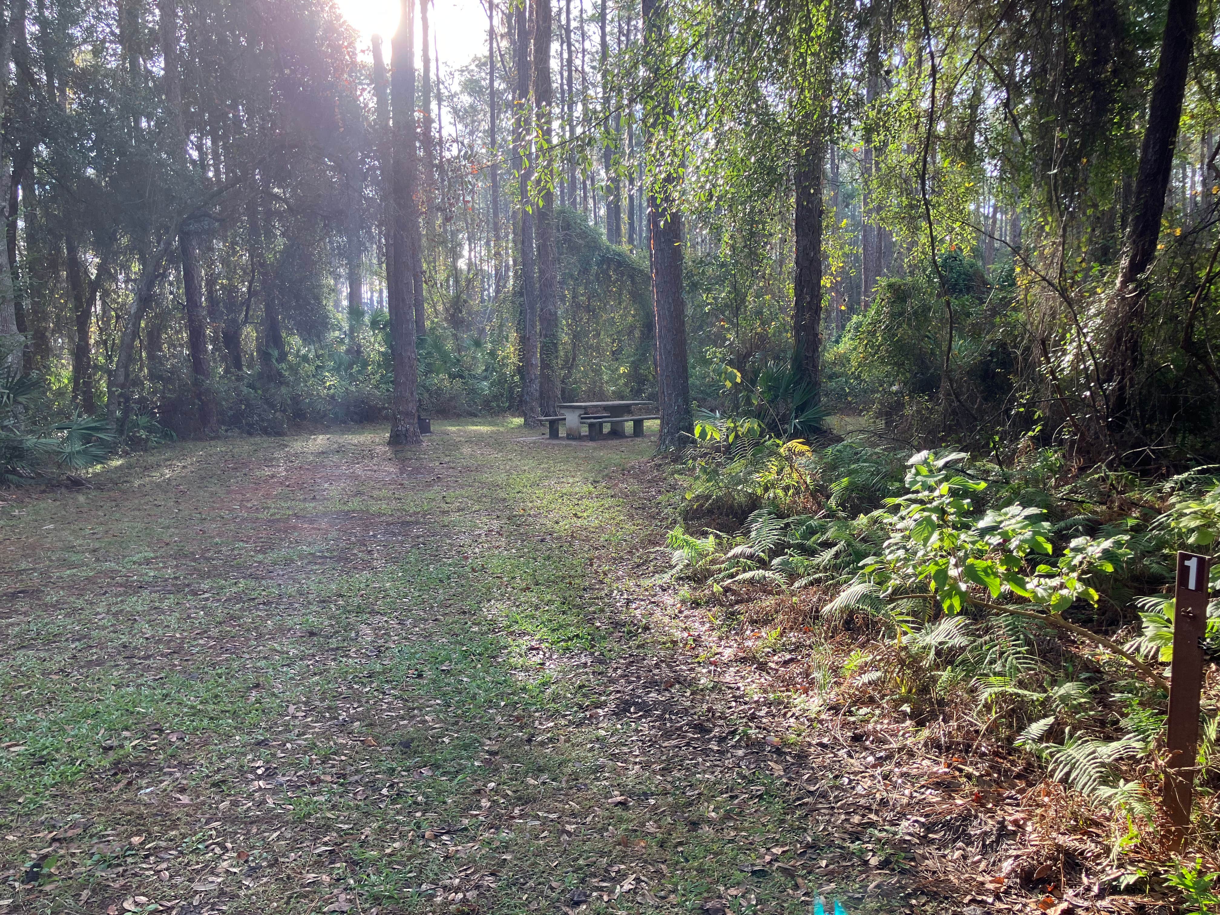 Camper submitted image from Ocala National Forest Lake Dorr Campground - 5