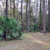 Review photo of Ocala National Forest Lake Dorr Campground by Roger W., December 3, 2023