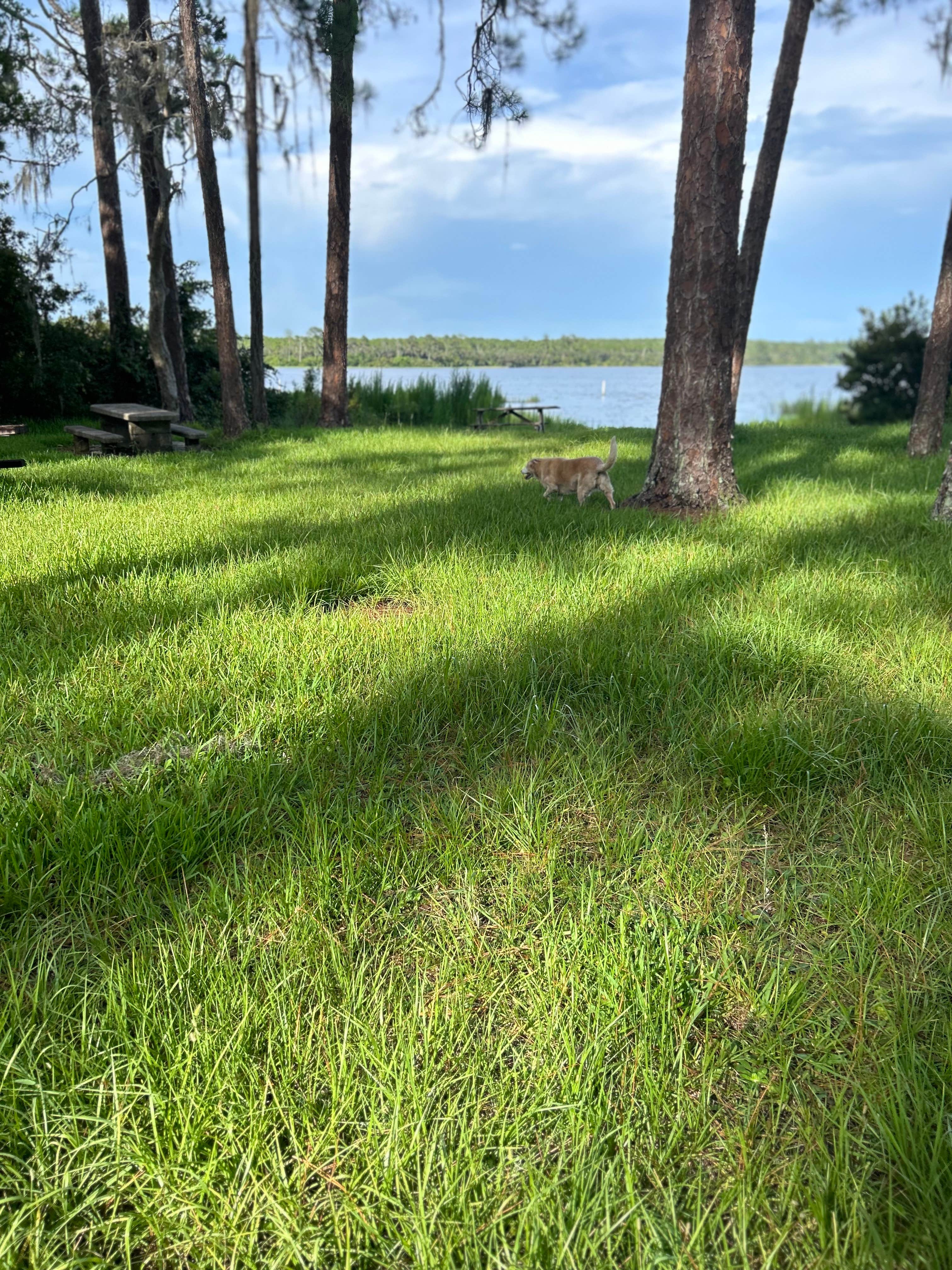 Camper submitted image from Ocala National Forest Lake Dorr Campground - 3