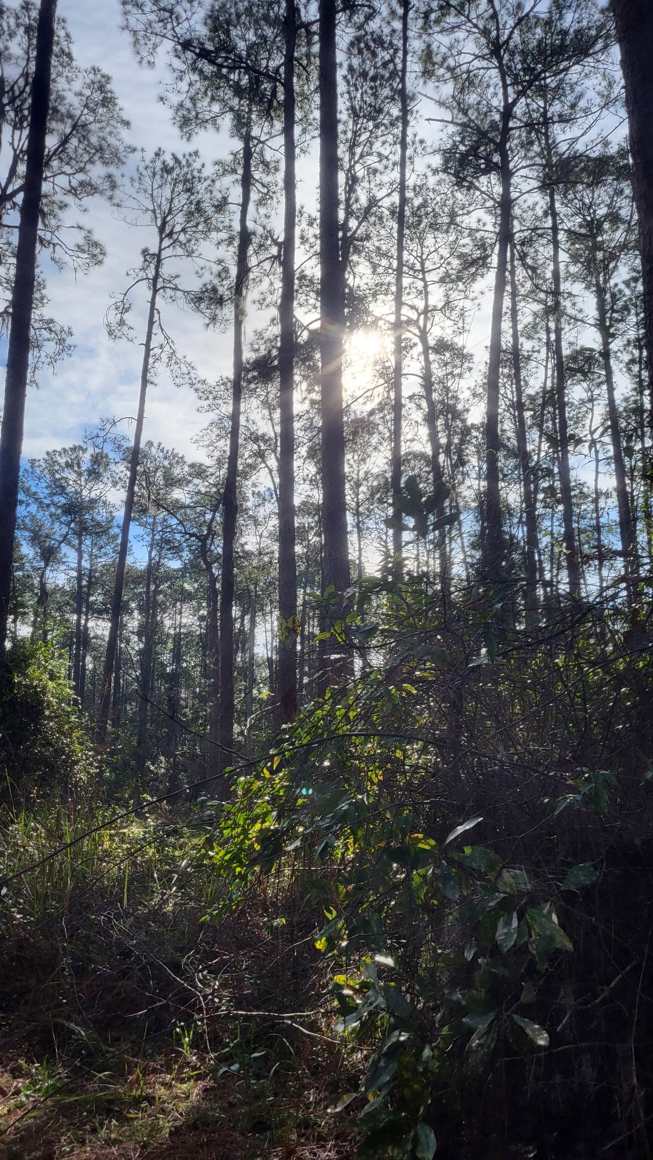 Camper-submitted photo at Ocala National Forest Lake Dorr Campground near Umatilla, FL