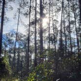 Review photo of Ocala National Forest Lake Dorr Campground by Amber H., February 5, 2024