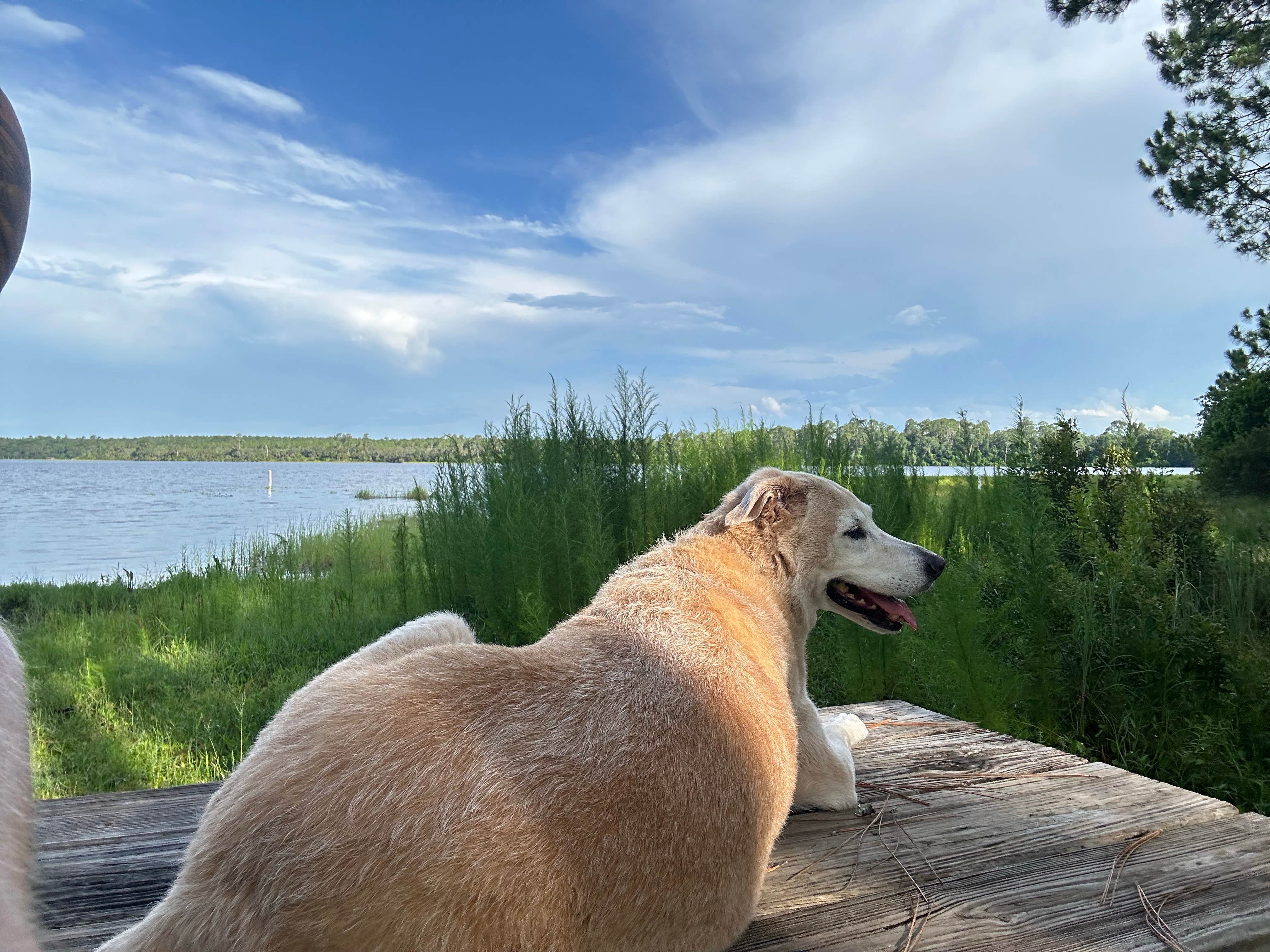 Darcie C.'s photo of camping with pets at Ocala National Forest Lake Dorr Campground near Eustis, FL