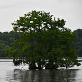 Review photo of High Bluff - Joe Budd WMA and Lake Talquin State Forest by Ch C., May 6, 2025