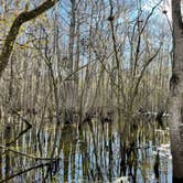 Review photo of Manatee Springs State Park Campground by CM M., January 10, 2024