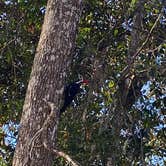 Review photo of Manatee Springs State Park Campground by Kat A., December 20, 2024