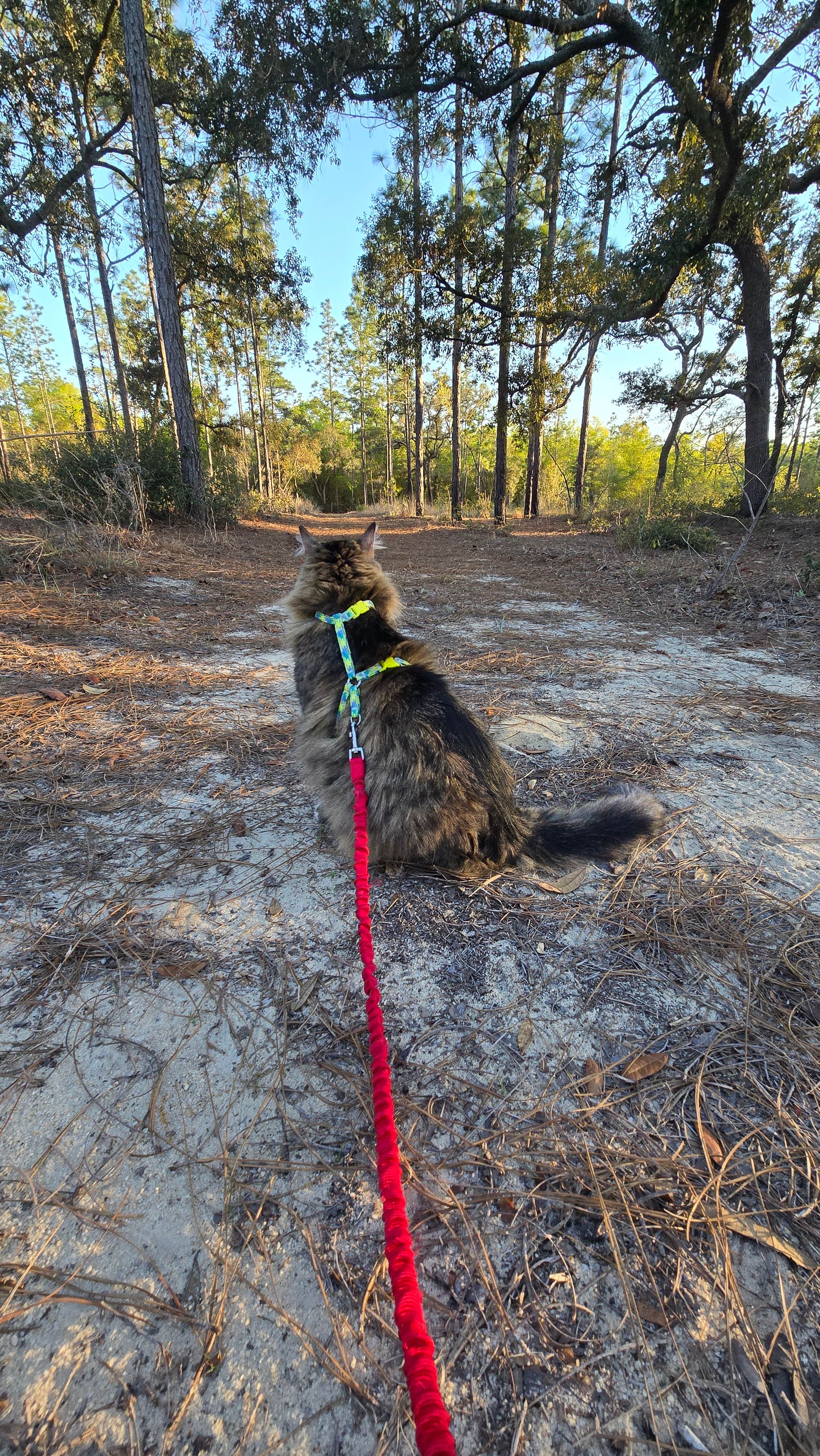 Clean Slate D.'s photo of camping with pets at Mike Roess Gold Head Branch State Park Campground & Cabins near Lake Butler, FL