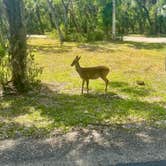 Review photo of Palmetto Ridge Campground — Myakka River State Park by Amanda W., April 25, 2025