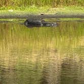 Review photo of Palmetto Ridge Campground — Myakka River State Park by Amanda W., April 25, 2025