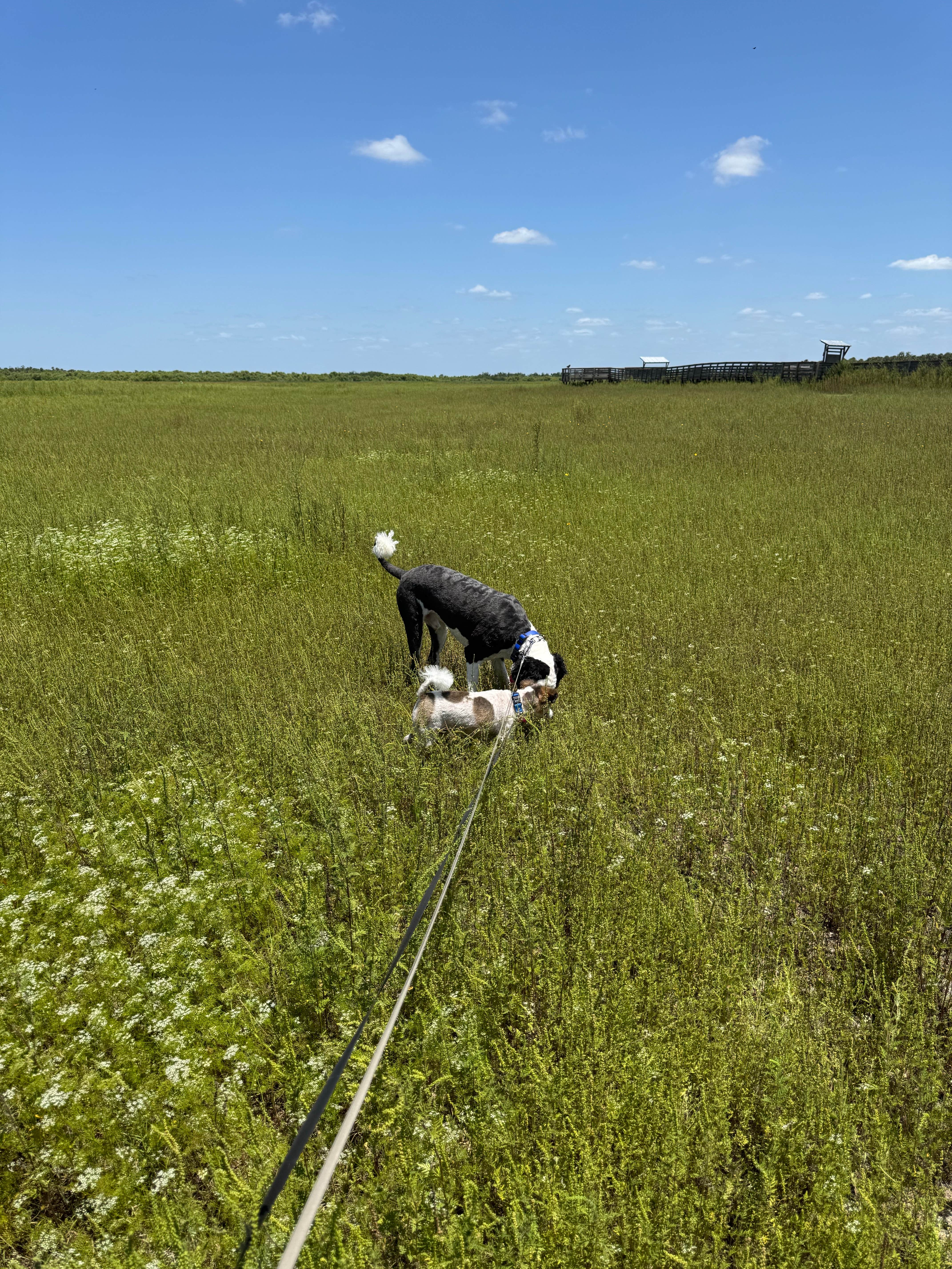 Amanda W.'s photo of camping with pets at Palmetto Ridge Campground — Myakka River State Park near Nokomis, FL