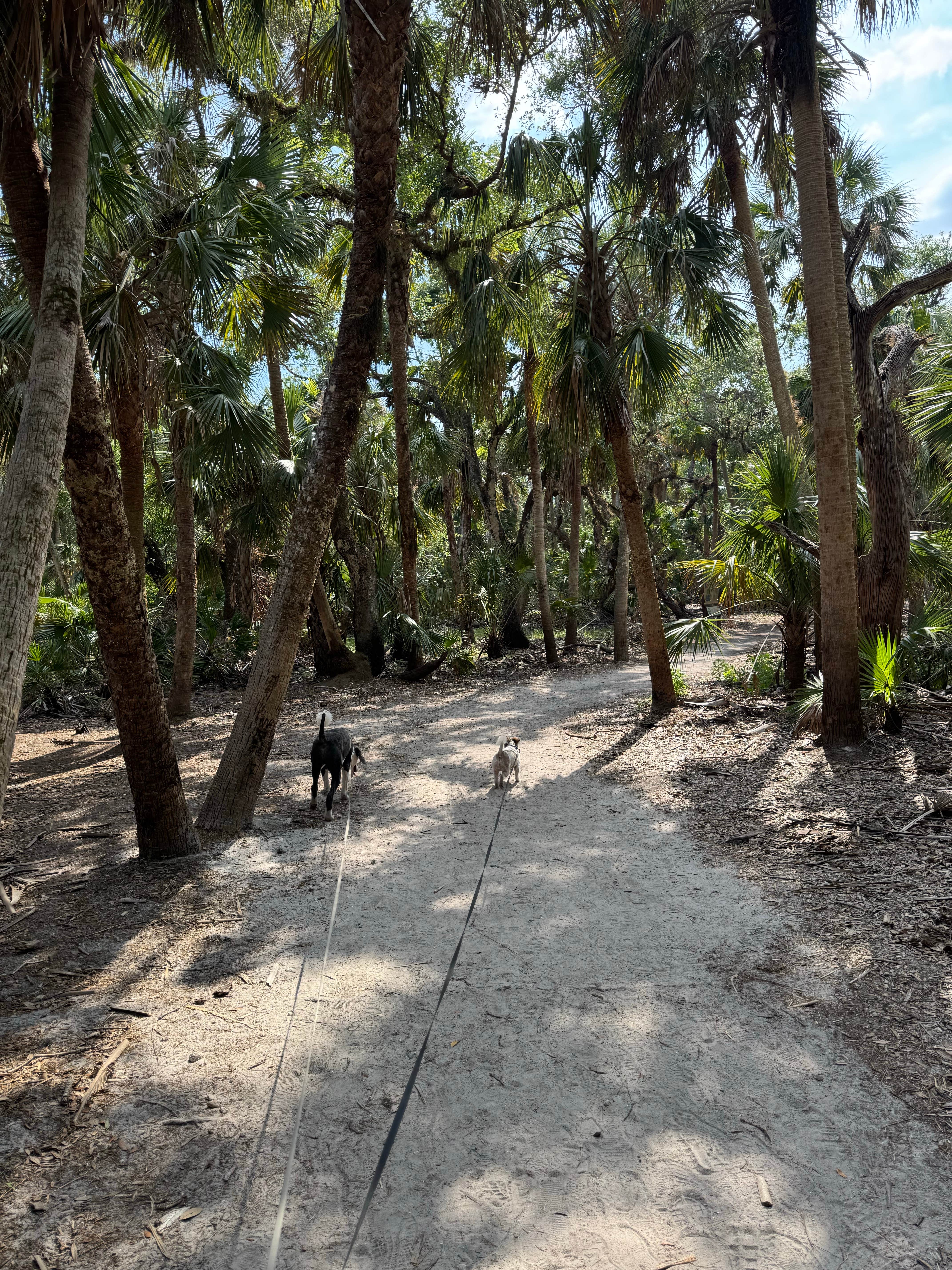 Amanda W.'s photo of camping with pets at Palmetto Ridge Campground — Myakka River State Park near Bradenton, FL