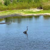 Review photo of Palmetto Ridge Campground — Myakka River State Park by Amanda W., April 25, 2025